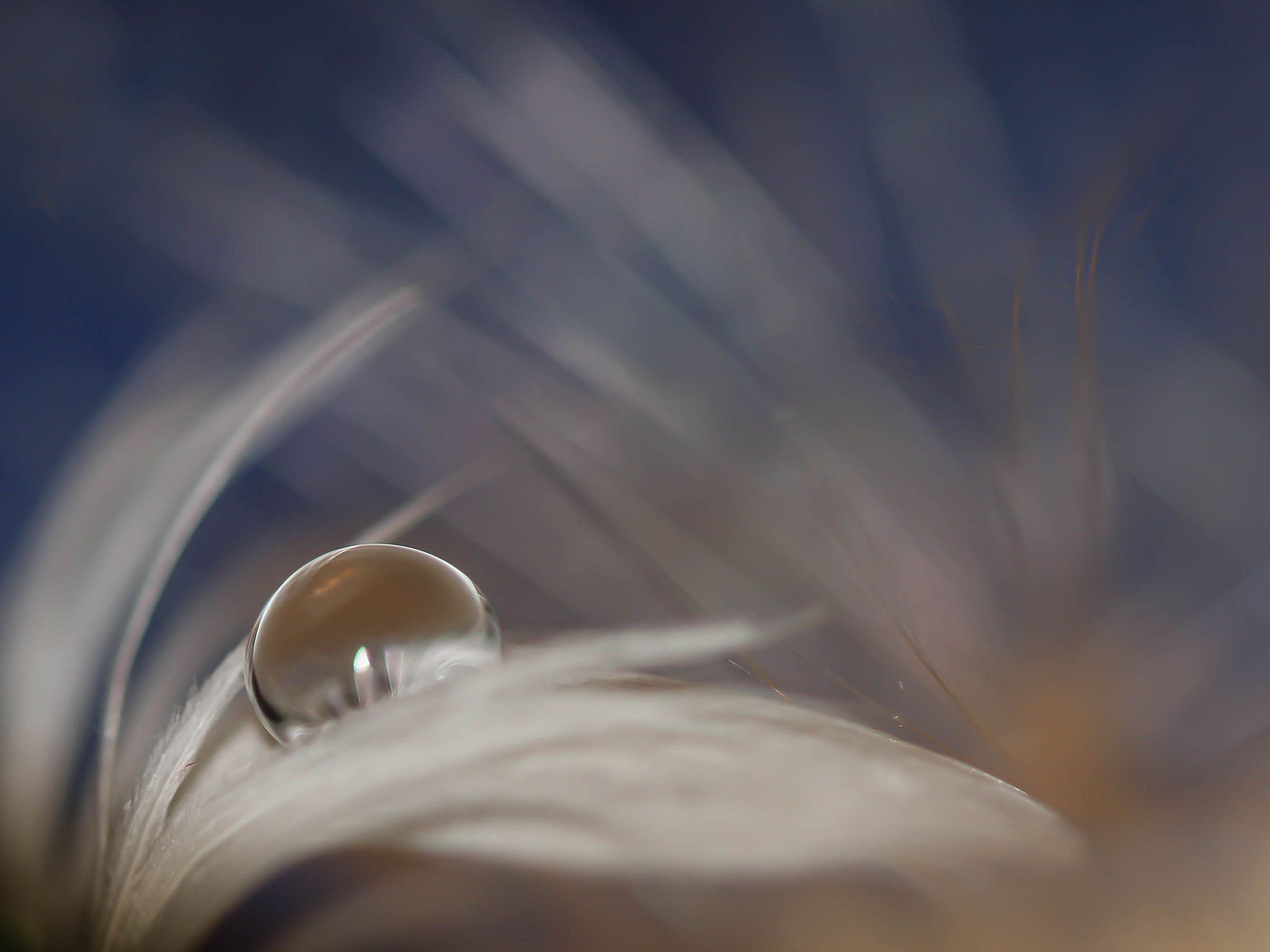 Canon EF 100mm F2.8L Macro IS USM sample photo. Drop... photography