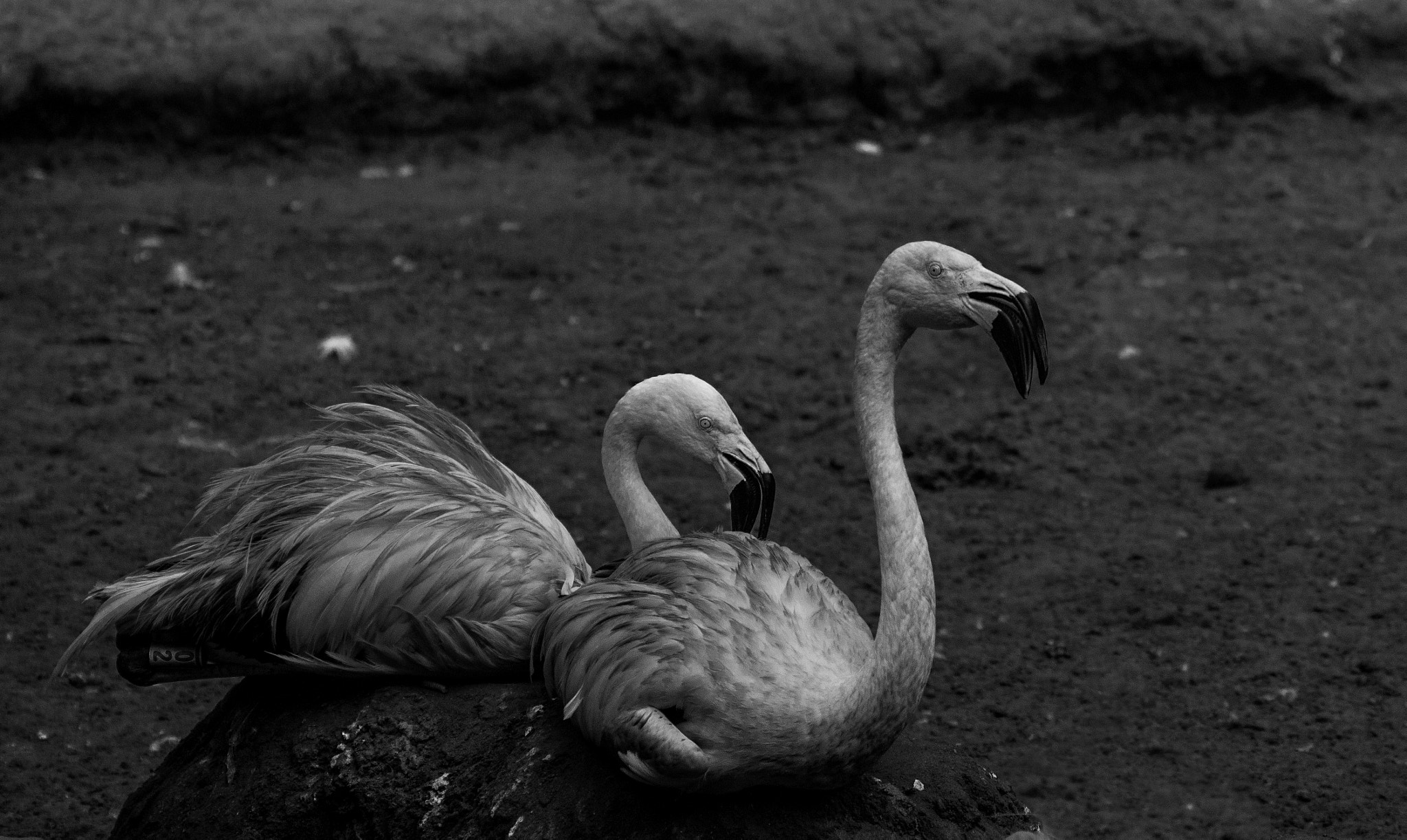 Sony 70-300mm F4.5-5.6 G SSM sample photo. Flamingo photography