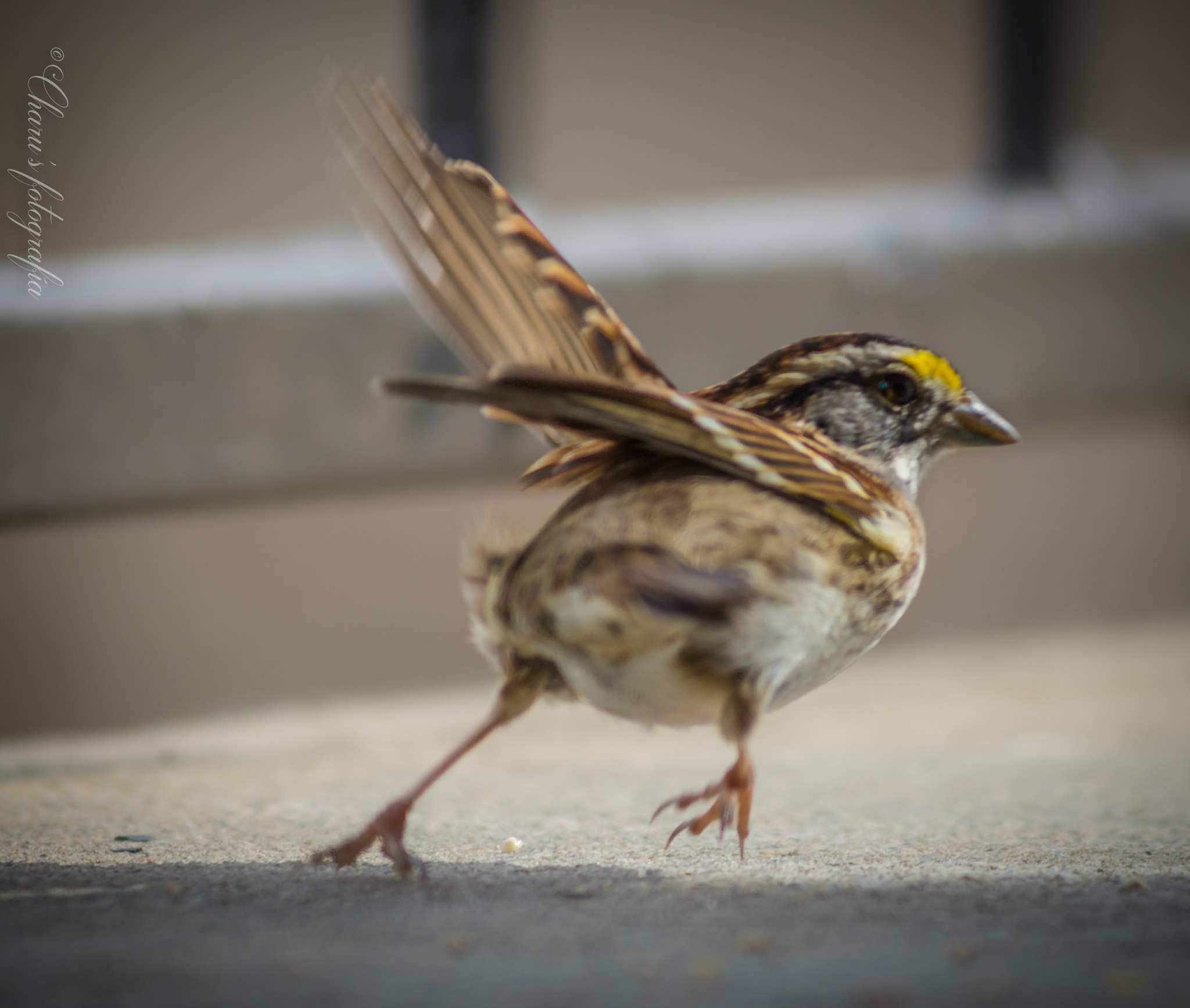 Nikon AF-Nikkor 80-200mm F2.8D ED sample photo. Sparrow in action photography