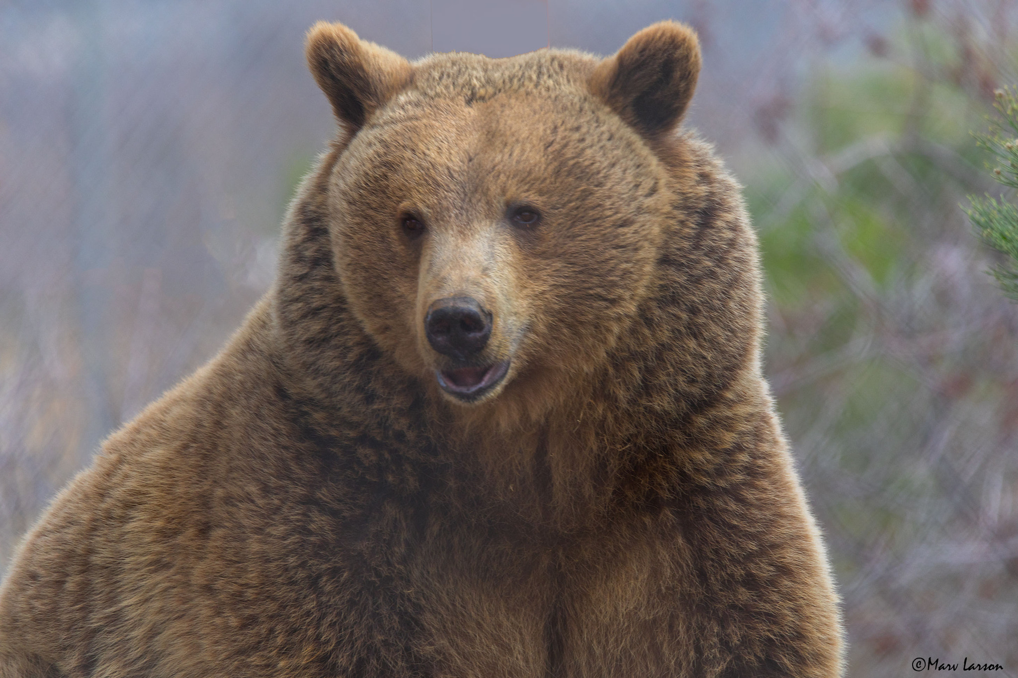 Tamron SP 150-600mm F5-6.3 Di VC USD sample photo. Grizzly bear photography
