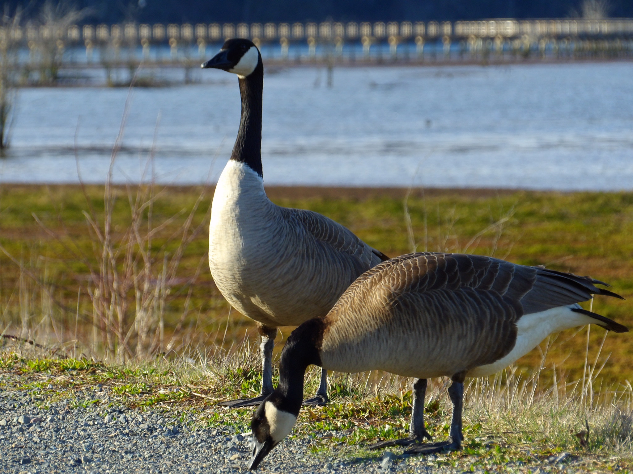 Kodak PIXPRO AZ521 sample photo. Canadian geese photography