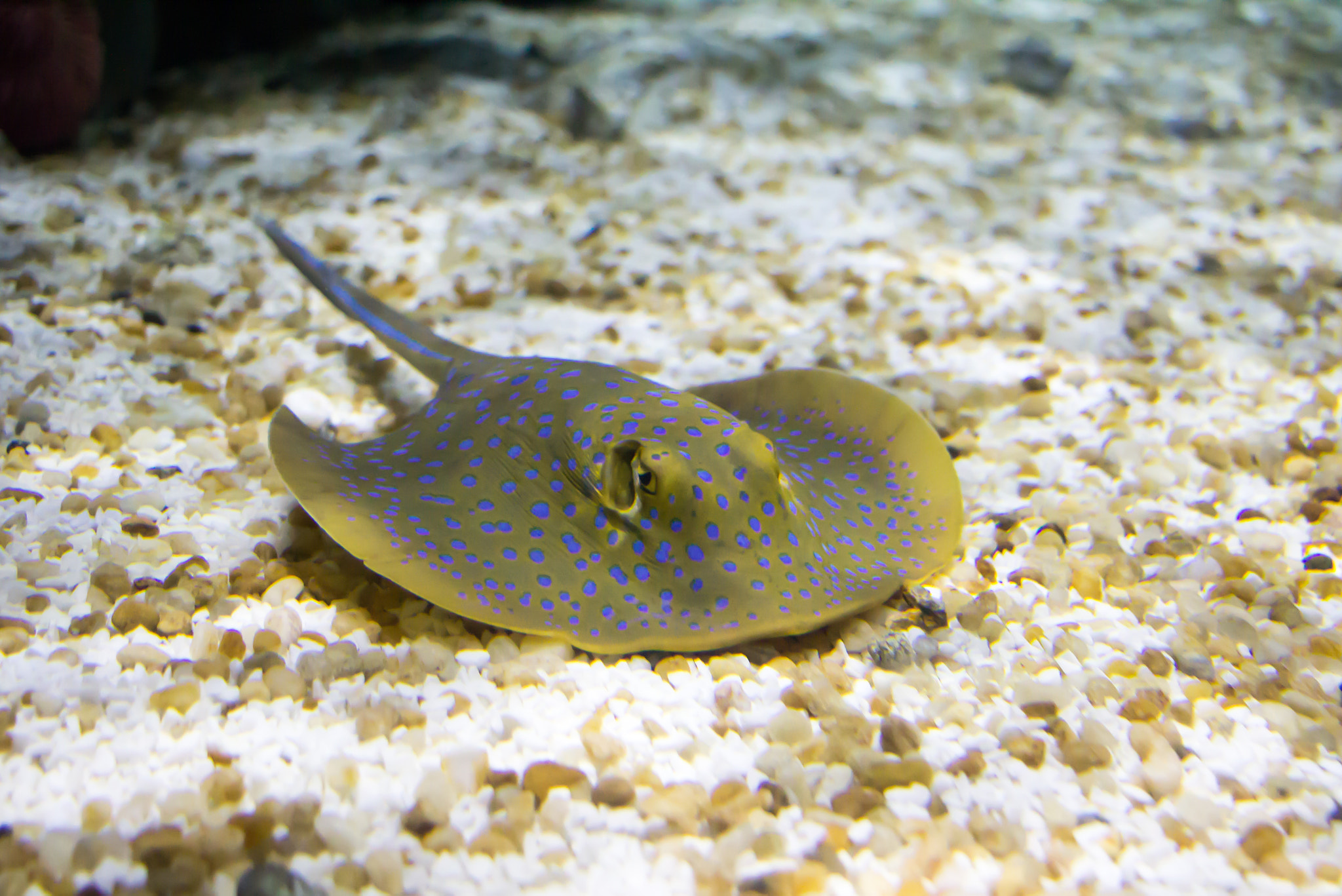 Canon EF-S 24mm F2.8 STM sample photo. Blue stingray photography
