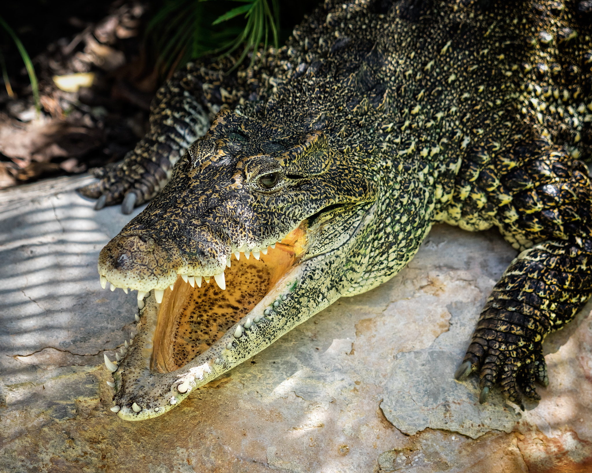 Cuban Crocodile (Crocodylus rhombifer)