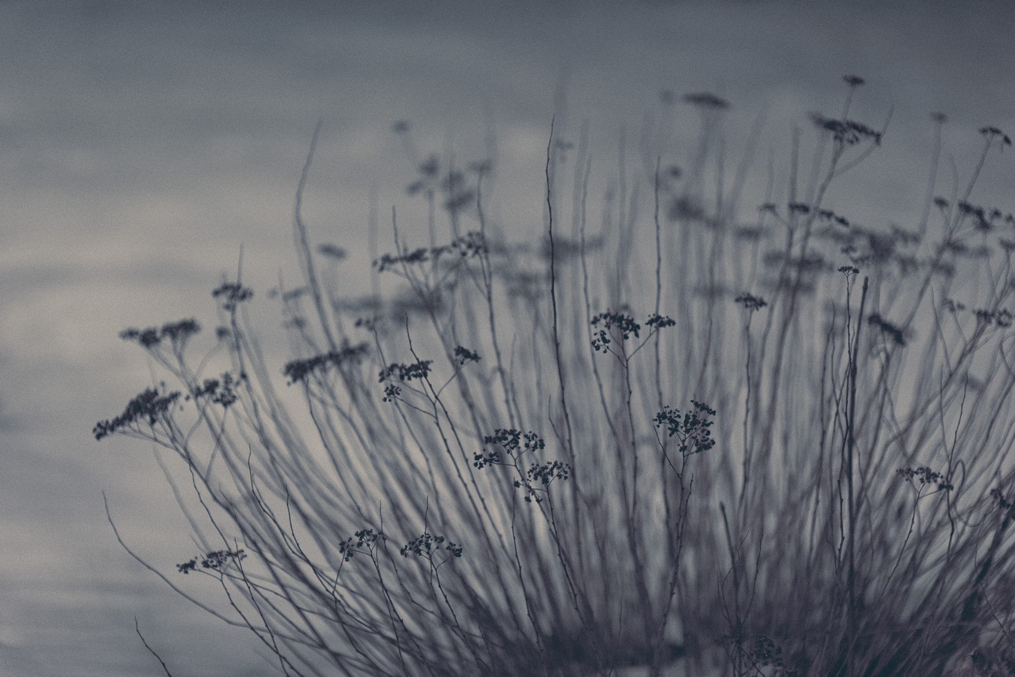 Nikon D700 + Sigma 85mm F1.4 EX DG HSM sample photo. Winter flowers photography