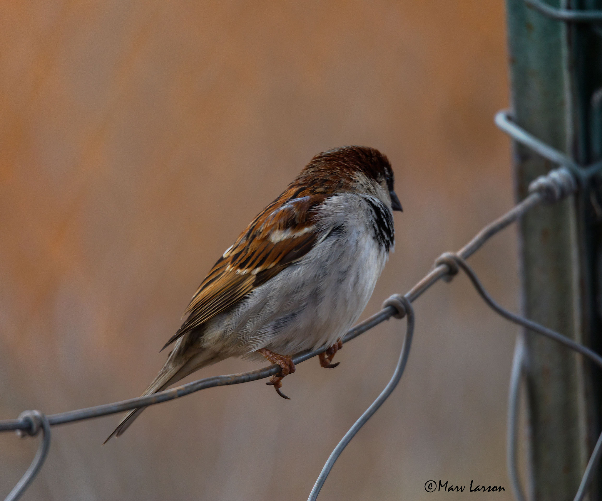 Tamron SP 150-600mm F5-6.3 Di VC USD sample photo