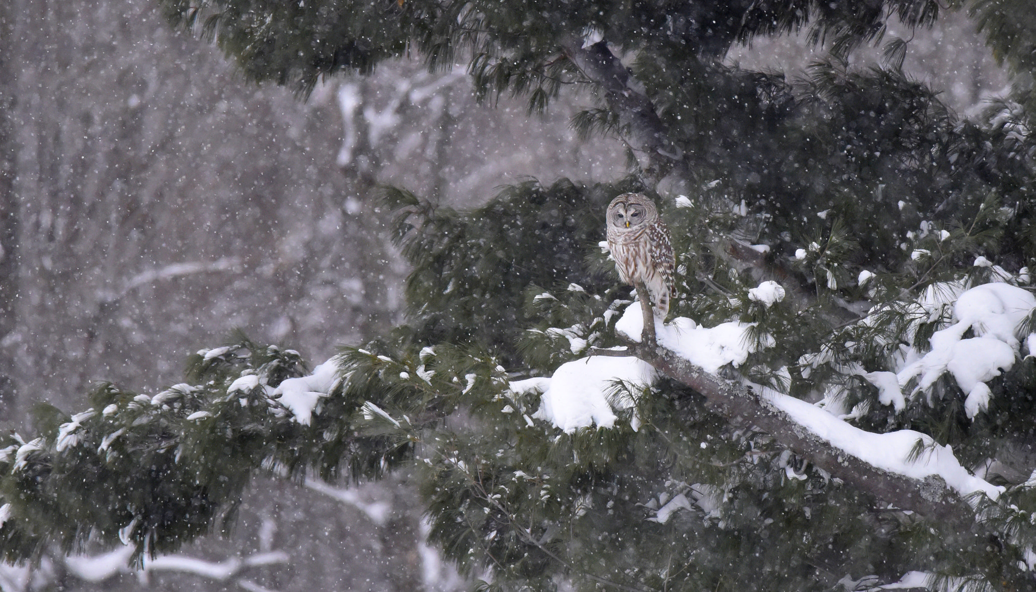 Nikon D810 + Sigma 50mm F2.8 EX DG Macro sample photo. Barred owl photography