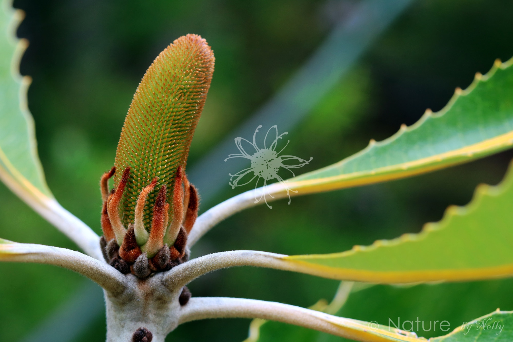 Canon EF 100mm F2.8 Macro USM sample photo. Banksia robur 0107 photography