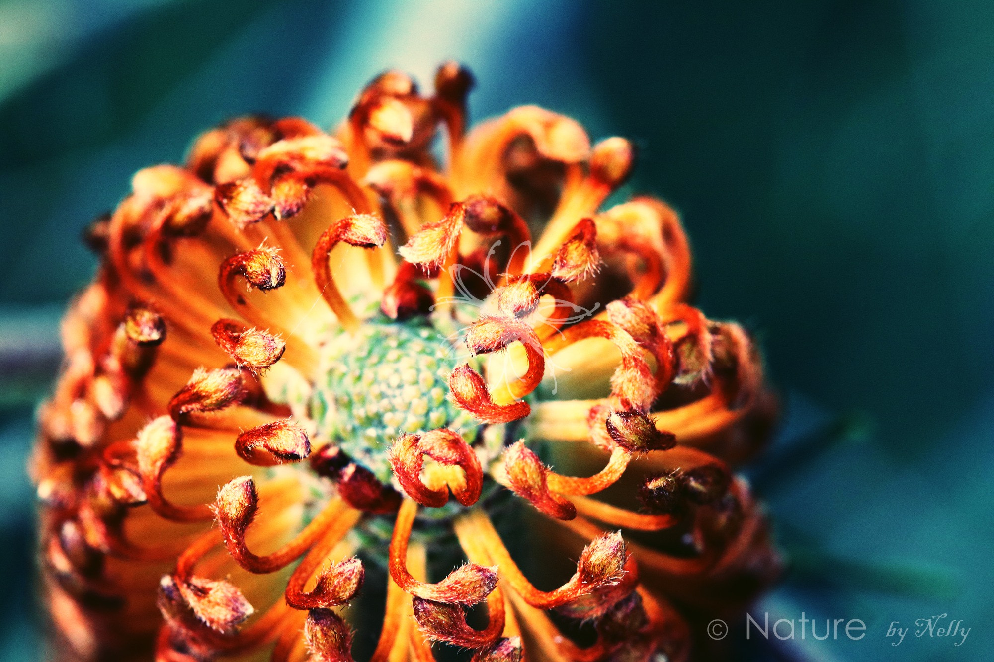 Canon EF 100mm F2.8 Macro USM sample photo. Banksia ericifolia 0068 photography