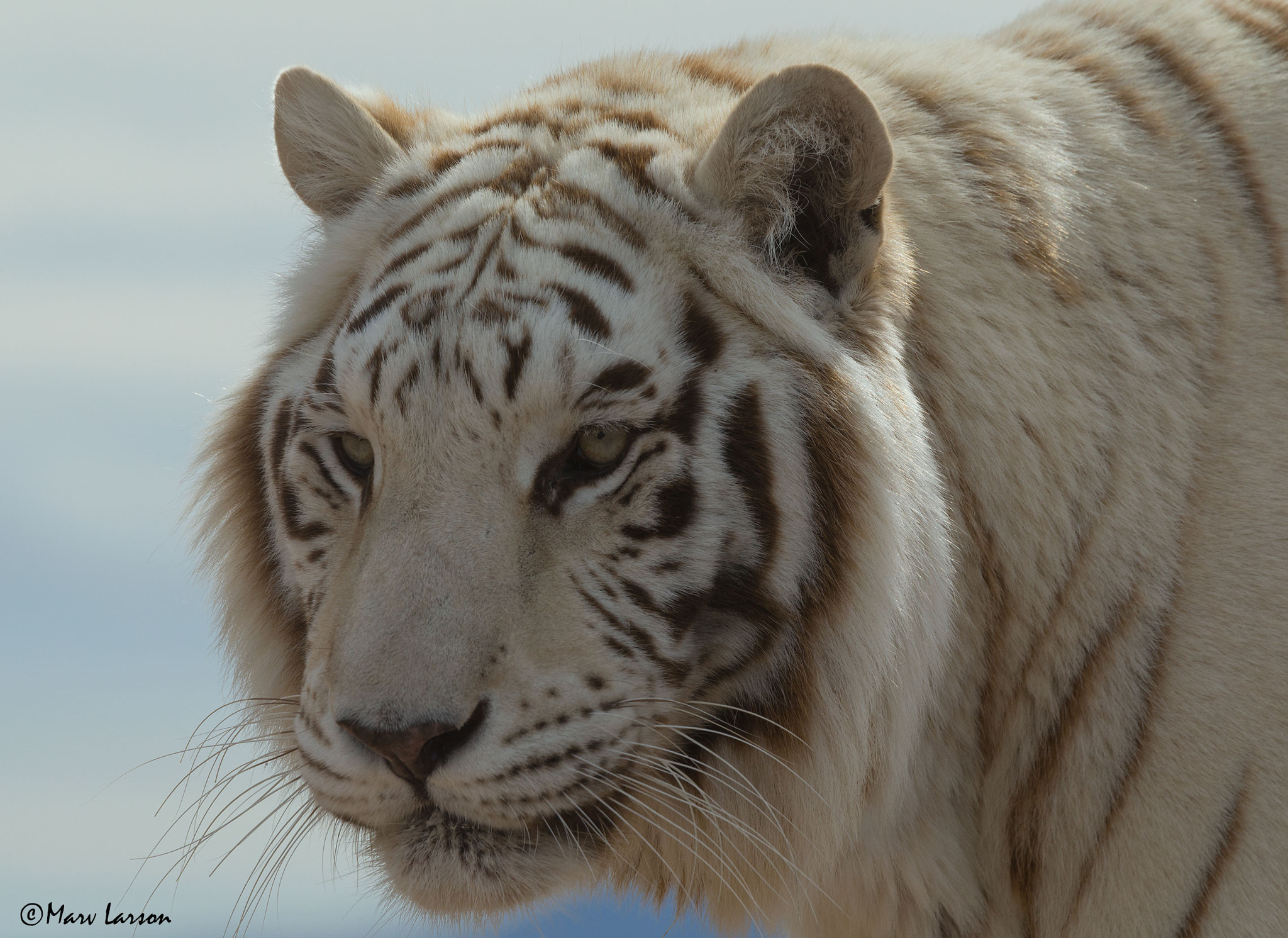 Tamron SP 150-600mm F5-6.3 Di VC USD sample photo