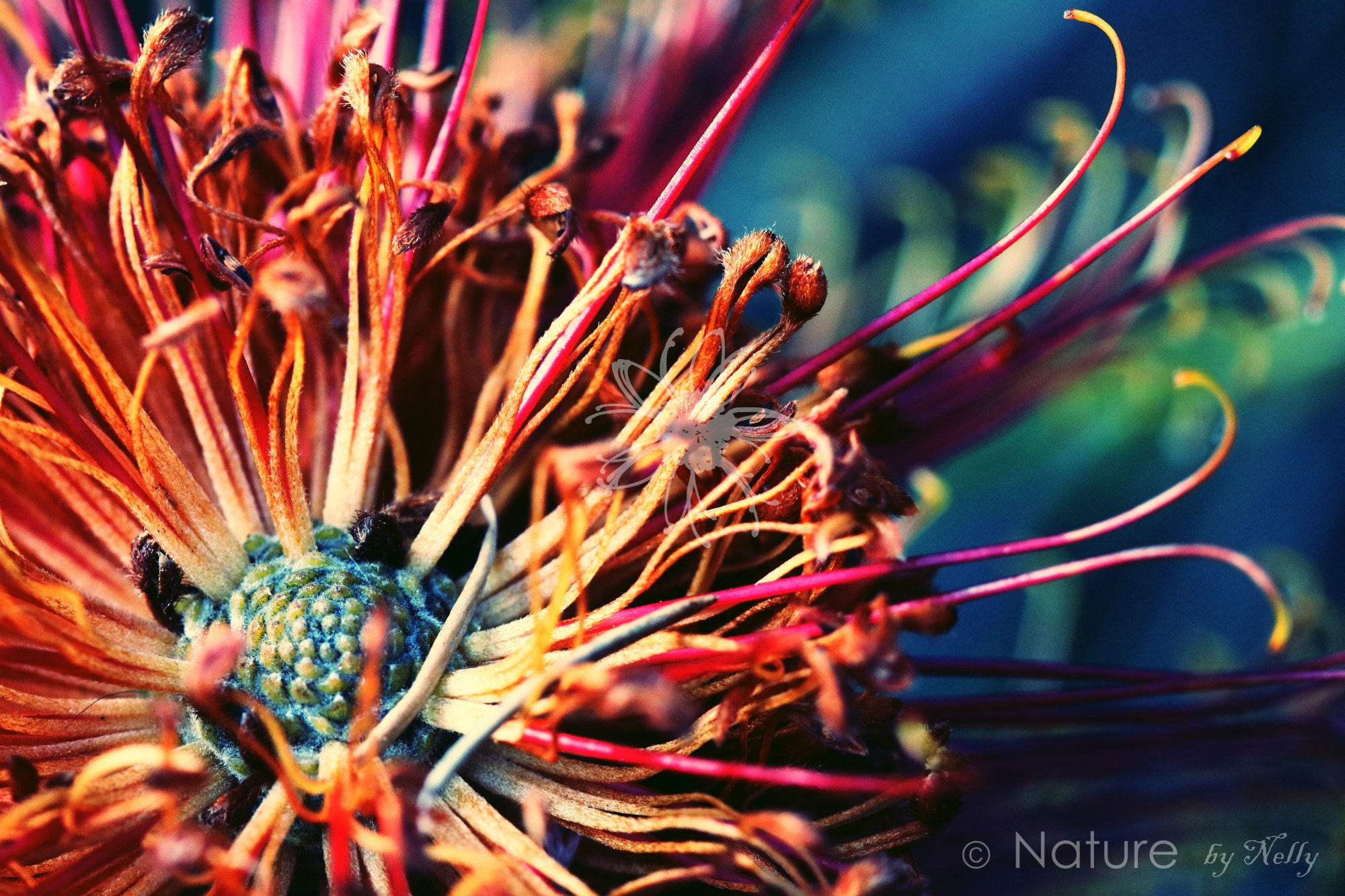 Canon EF 100mm F2.8 Macro USM sample photo. Banksia ericifolia 0258 photography