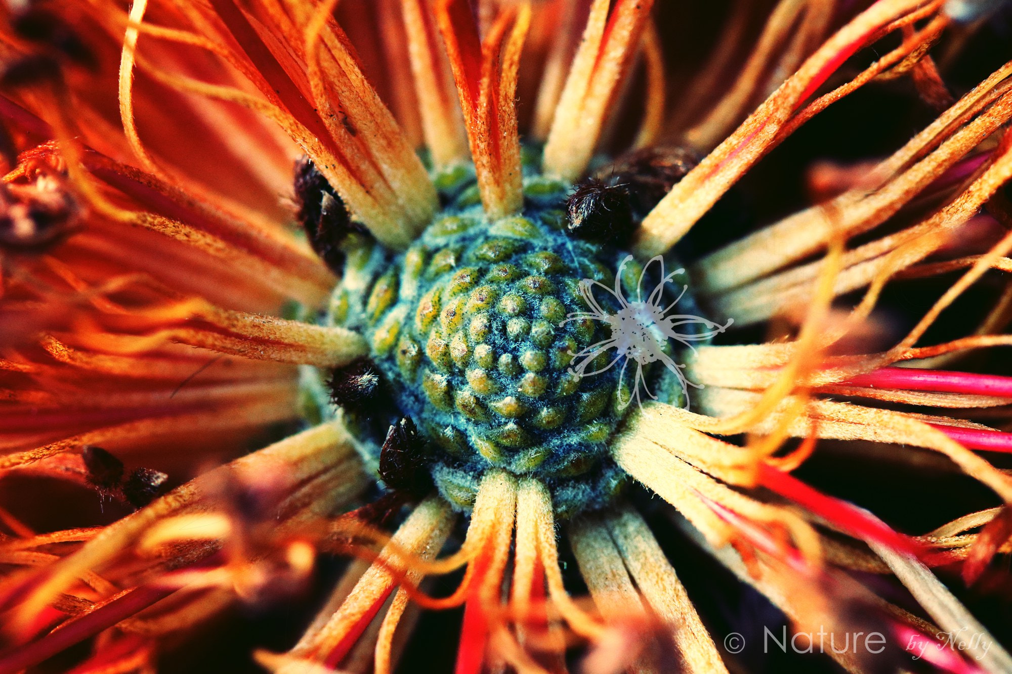 Canon EF 100mm F2.8 Macro USM sample photo. Banksia ericifolia 0259 photography