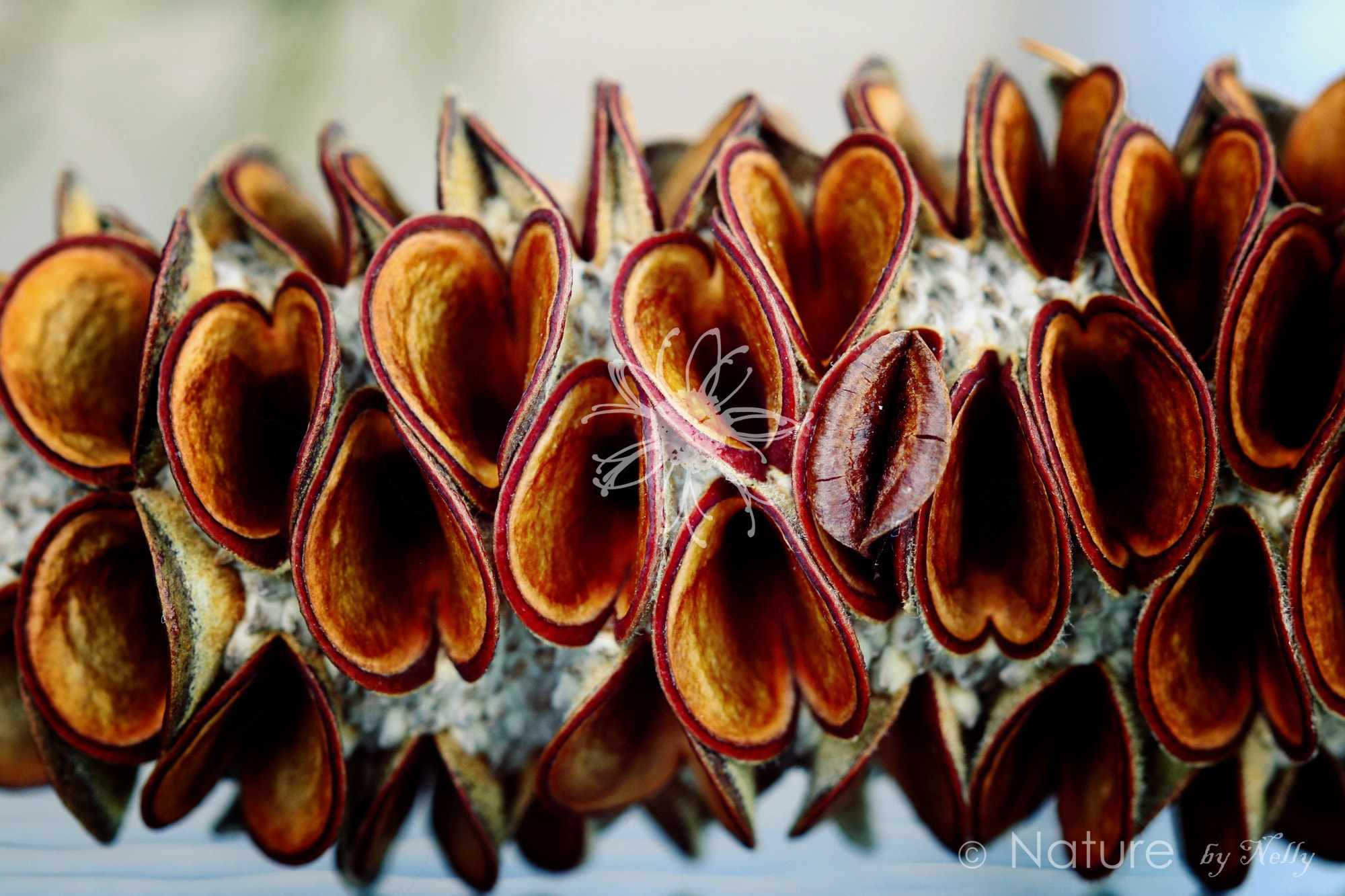 Canon EF 100mm F2.8 Macro USM sample photo. Banksia integrifolia 0449 photography