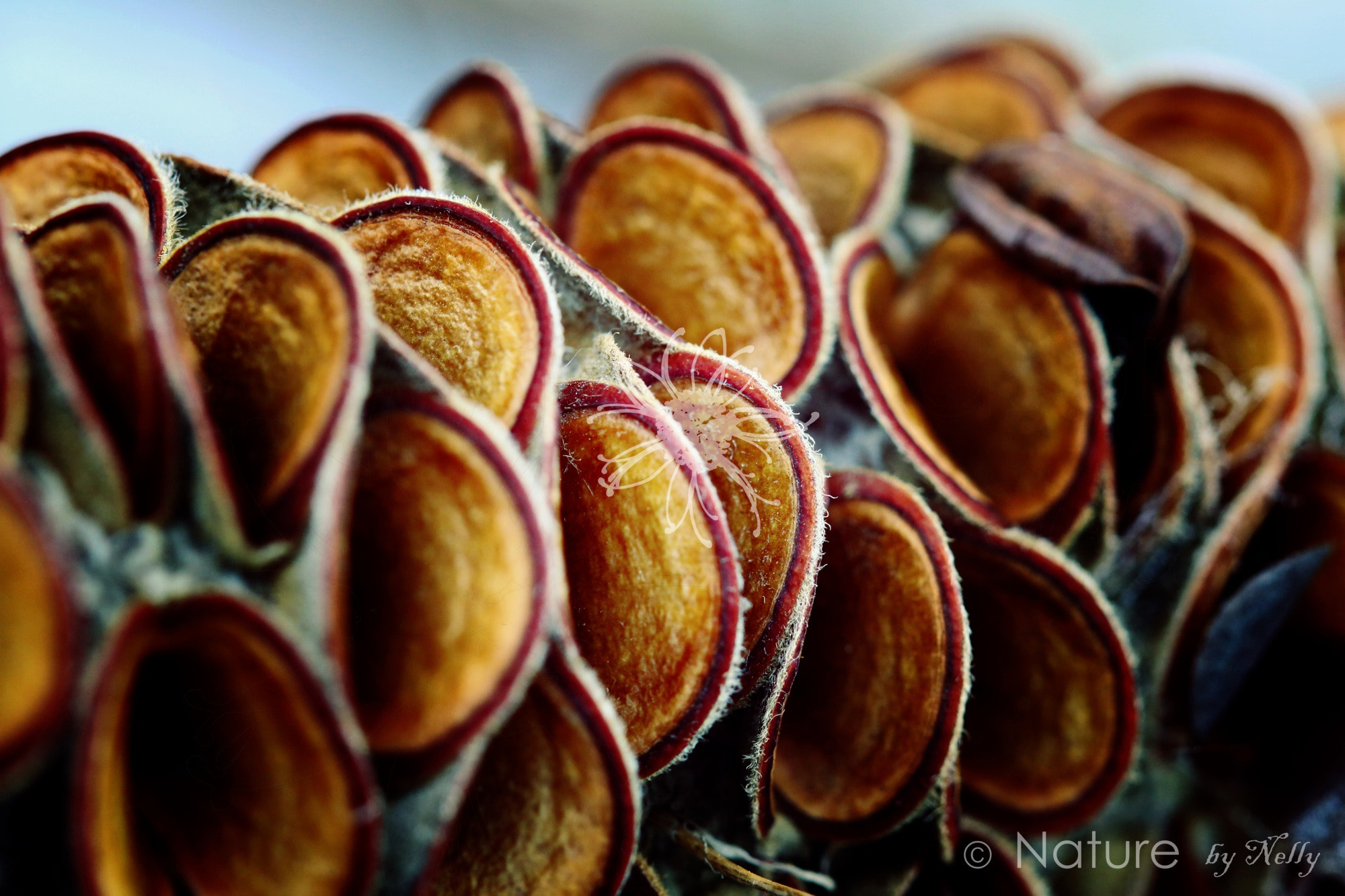 Canon EF 100mm F2.8 Macro USM sample photo. Banksia integrifolia 0450 photography