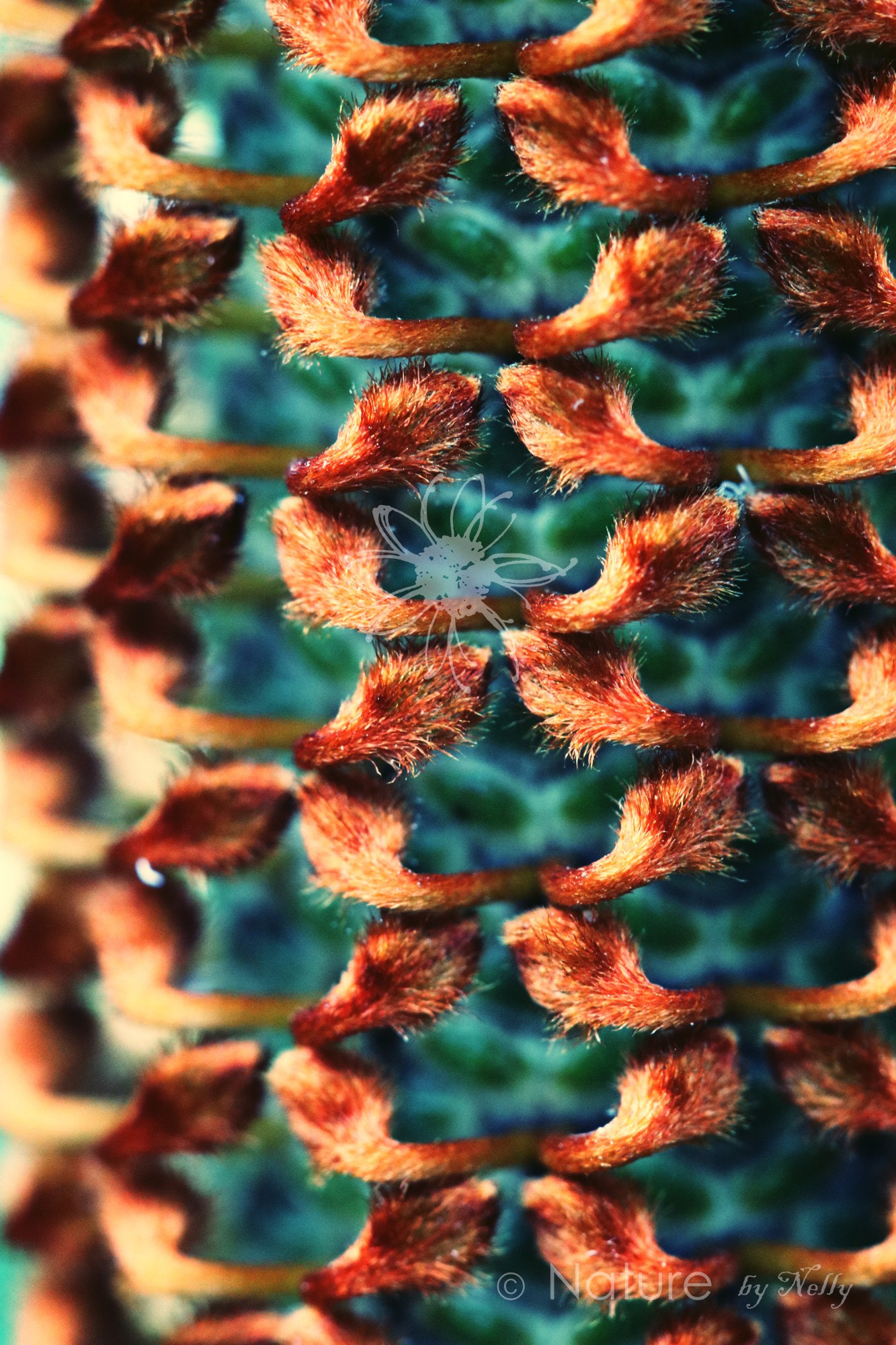 Canon EF 100mm F2.8 Macro USM sample photo. Banksia ericifolia 0712 photography