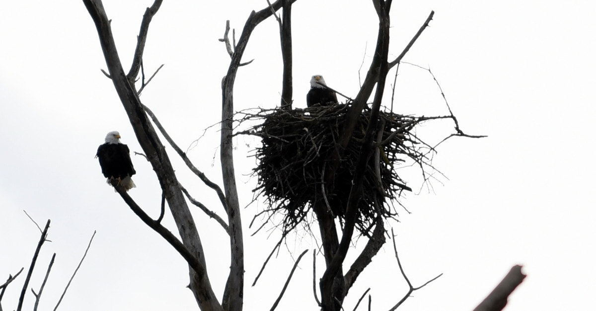 Nikon AF-S Nikkor 70-200mm F4G ED VR sample photo. Nesting eagles photography