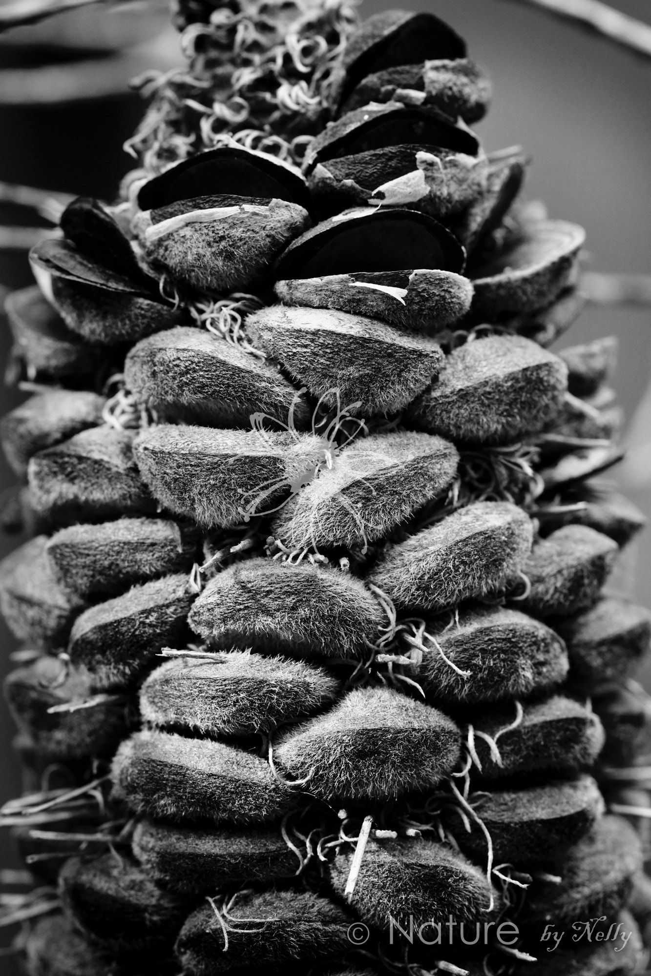 Canon EF 100mm F2.8 Macro USM sample photo. Banksia ericifolia 0714 photography