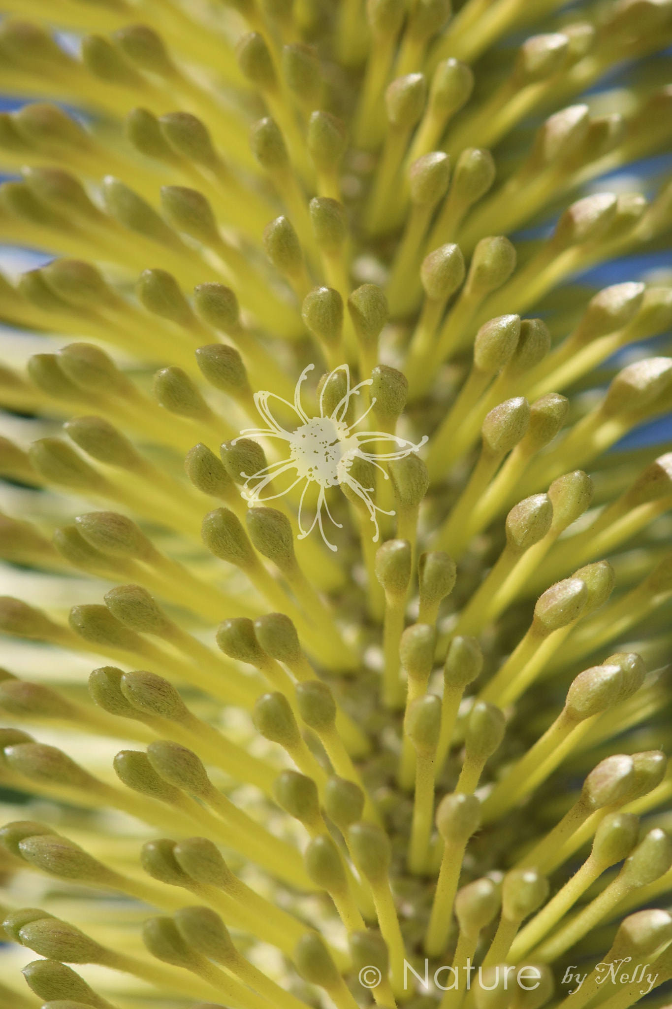 Canon EF 100mm F2.8 Macro USM sample photo. Banksia integrifolia 1073 photography