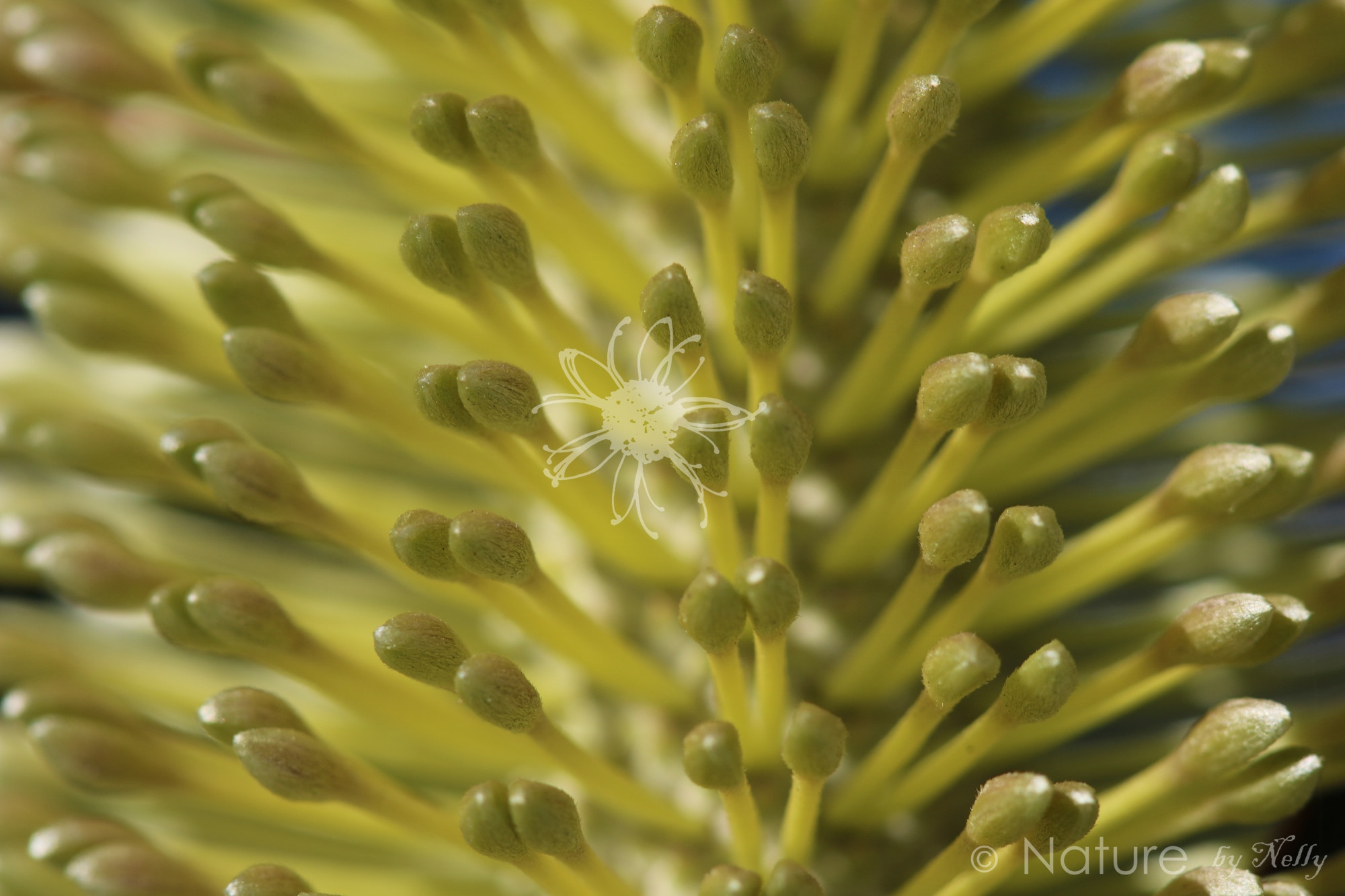 Canon EF 100mm F2.8 Macro USM sample photo. Banksia integrifolia 1074 photography
