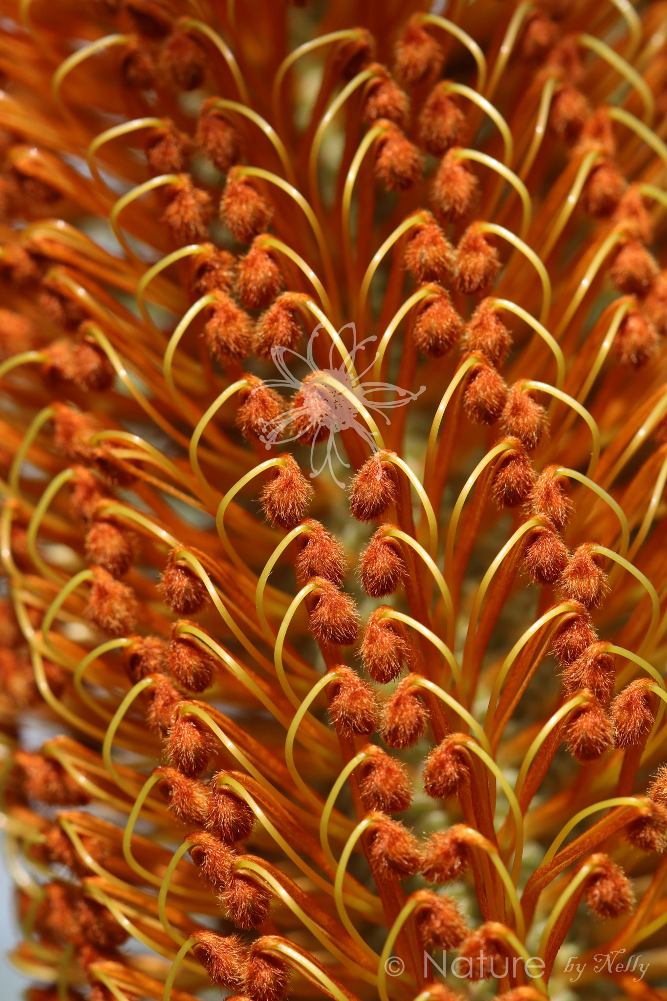 Canon EF 100mm F2.8 Macro USM sample photo. Banksia ericifolia 1086 photography