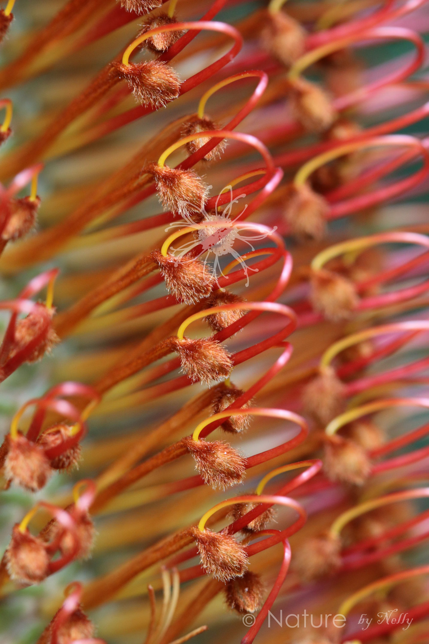 Canon EF 100mm F2.8 Macro USM sample photo. Banksia ericifolia 1087 photography