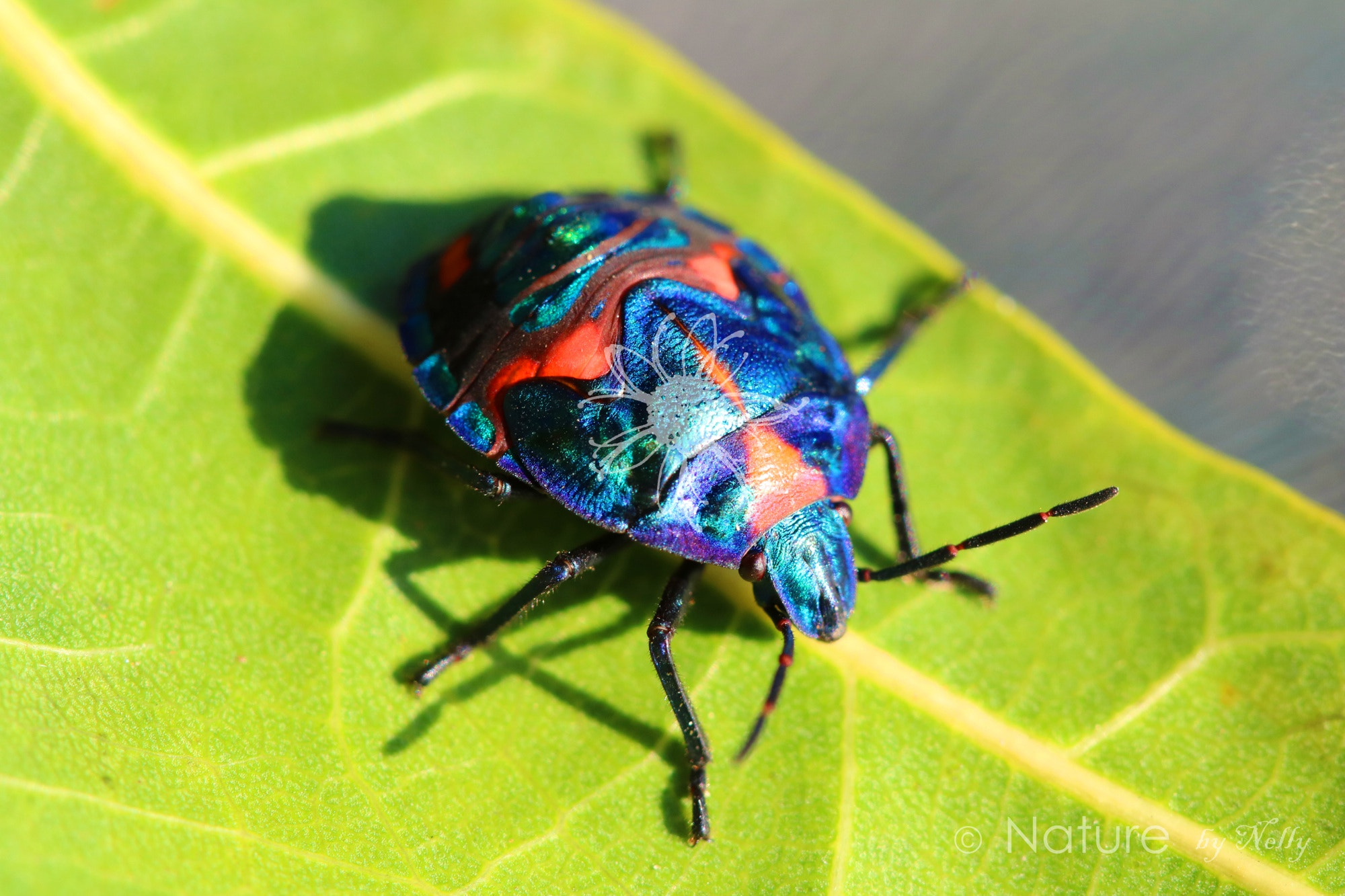 Canon EF 100mm F2.8 Macro USM sample photo. Harlequin beetle 0086 photography