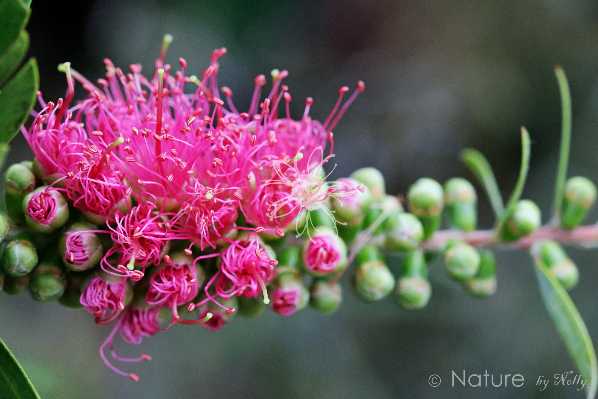 Canon EF 100mm F2.8 Macro USM sample photo. Bottle brush 0059 photography
