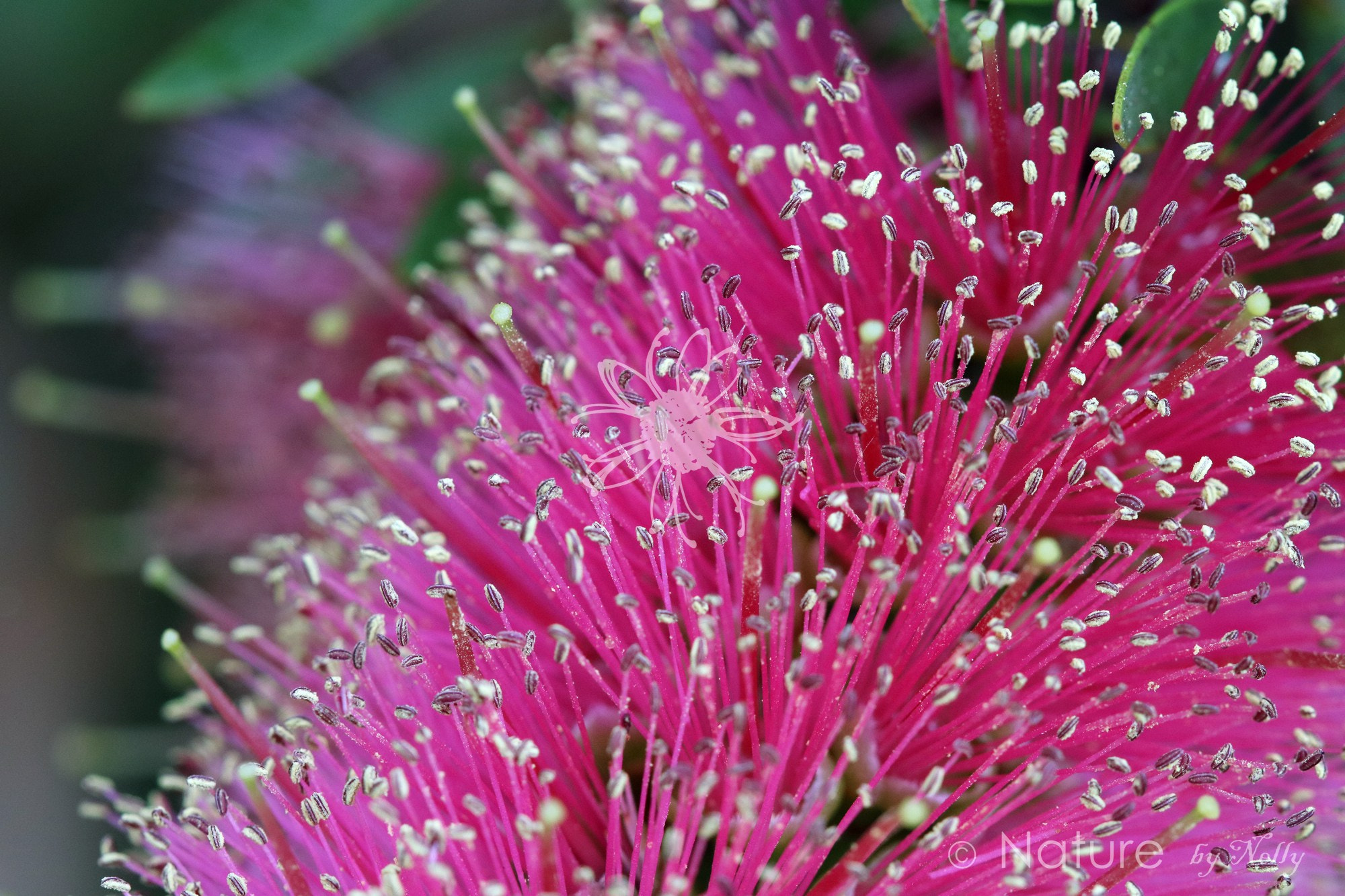 Canon EF 100mm F2.8 Macro USM sample photo. Bottle brush 0060 photography
