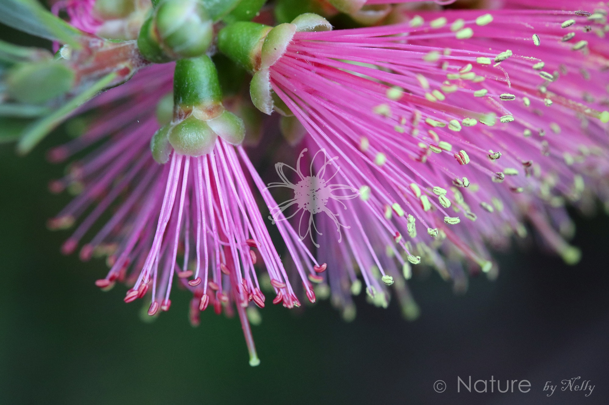 Canon EF 100mm F2.8 Macro USM sample photo. Bottle brush 0062 photography