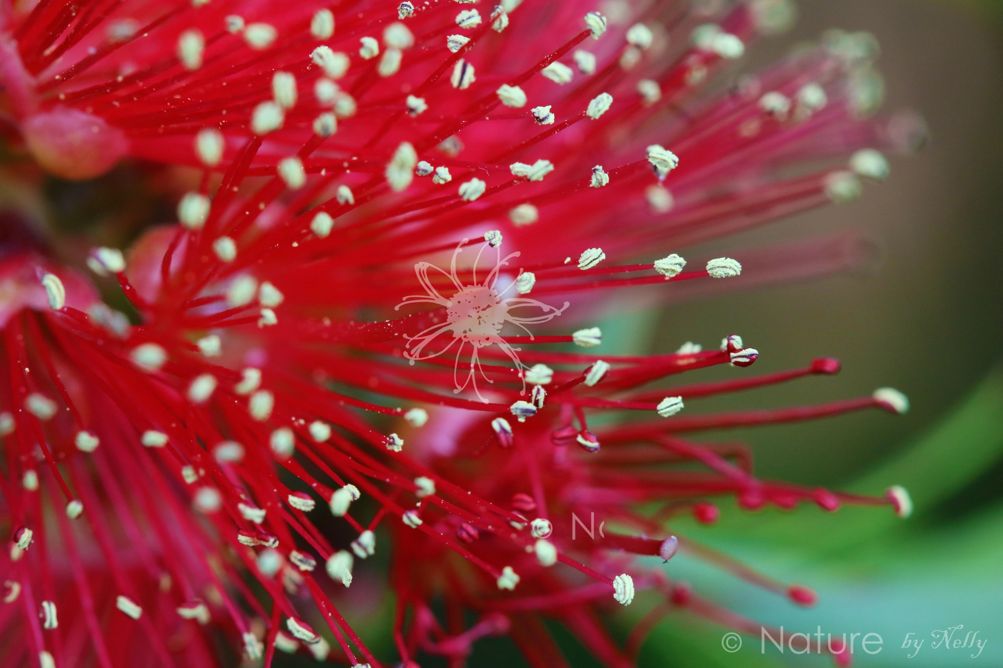 Canon EF 100mm F2.8 Macro USM sample photo. Bottle brush 0073 photography