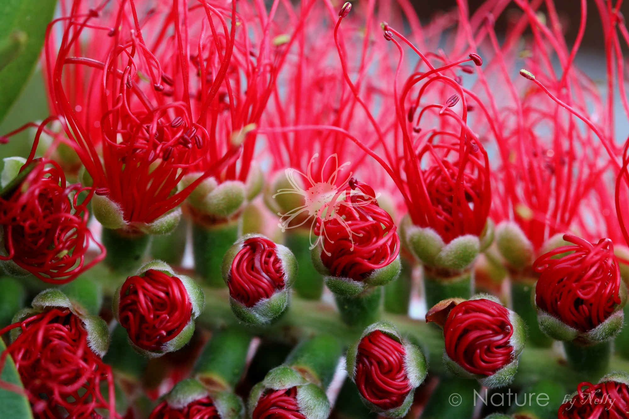 Canon EF 100mm F2.8 Macro USM sample photo. Bottle brush 0101 photography