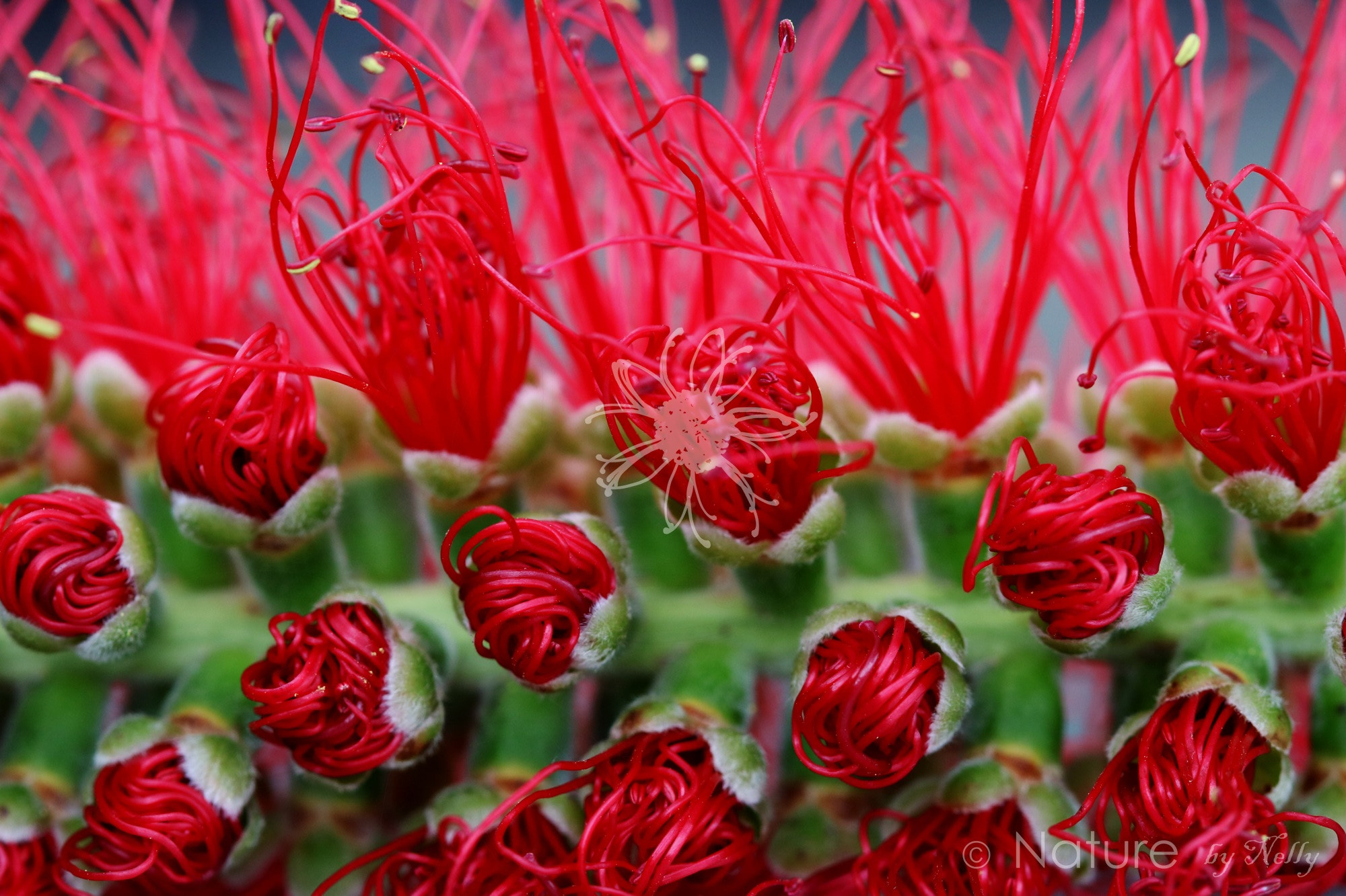 Canon EF 100mm F2.8 Macro USM sample photo. Bottle brush 0103 photography