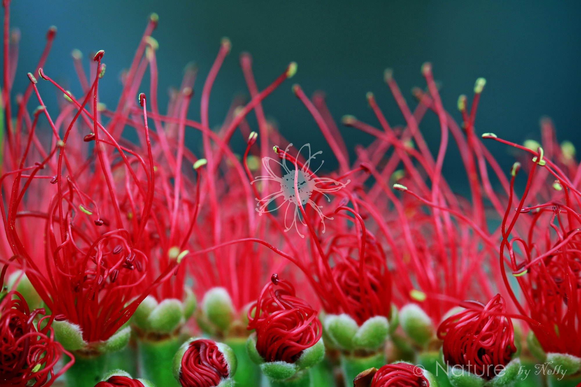 Canon EF 100mm F2.8 Macro USM sample photo. Bottle brush 0104 photography