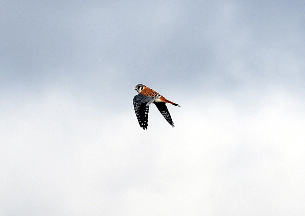 Nikon AF-S Nikkor 70-200mm F4G ED VR sample photo. Kestrel in flight photography
