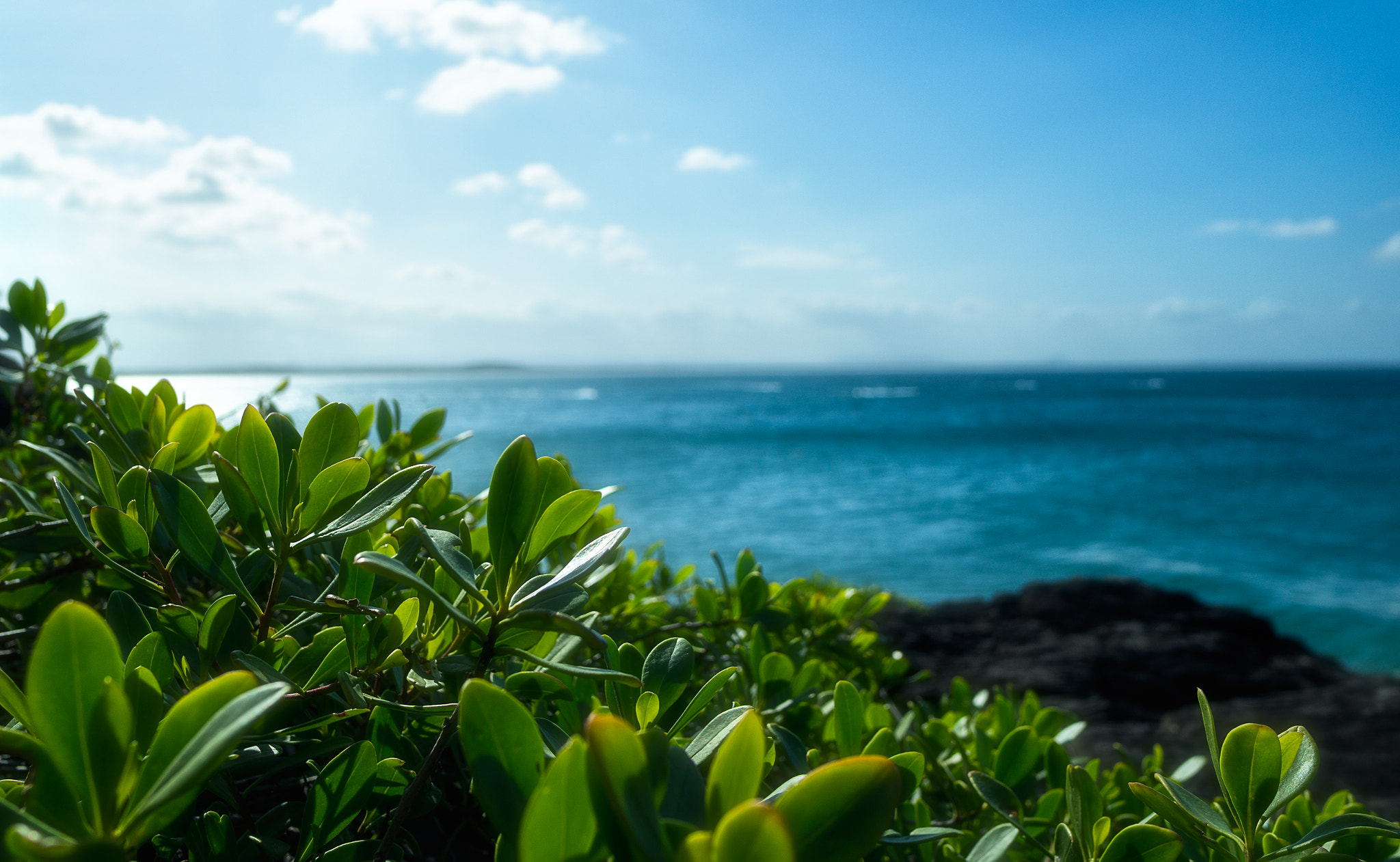 Olympus OM-D E-M1 Mark II + LEICA DG SUMMILUX 15/F1.7 sample photo. That glimpse of green photography