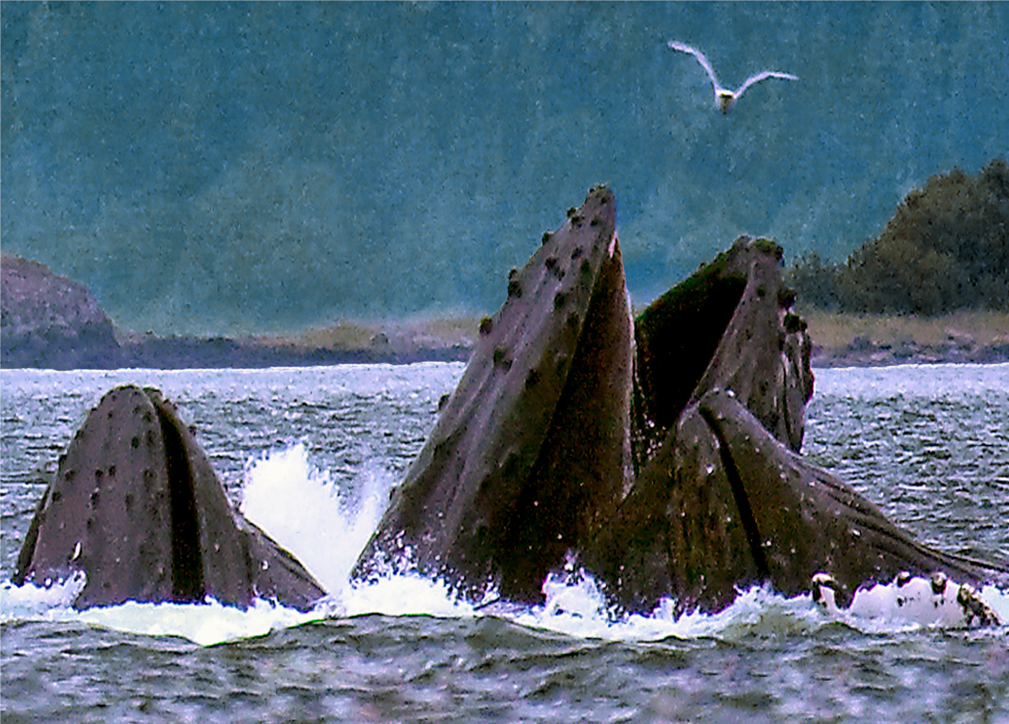 Canon EOS 5D Mark II sample photo. Humpbacks in alaska photography