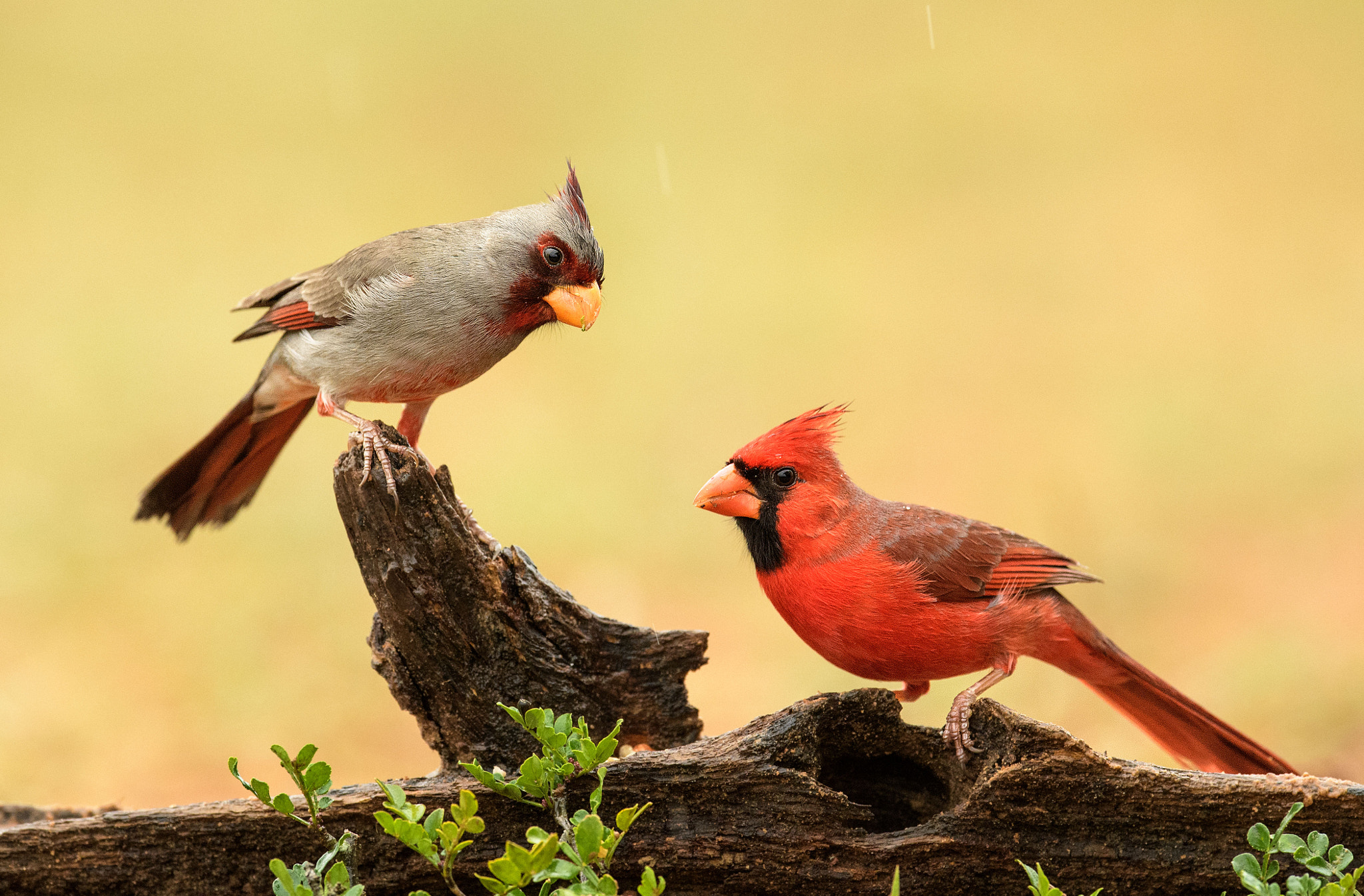 Nikon D5 + Nikon AF-S Nikkor 600mm F4E FL ED VR sample photo. Pyrrhuloxia and northern cardinal photography