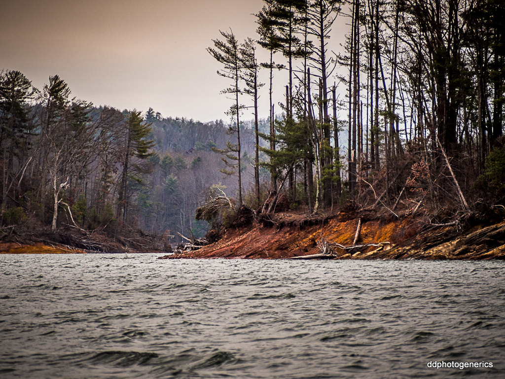 Olympus OM-D E-M10 II sample photo. Let them survive... photography
