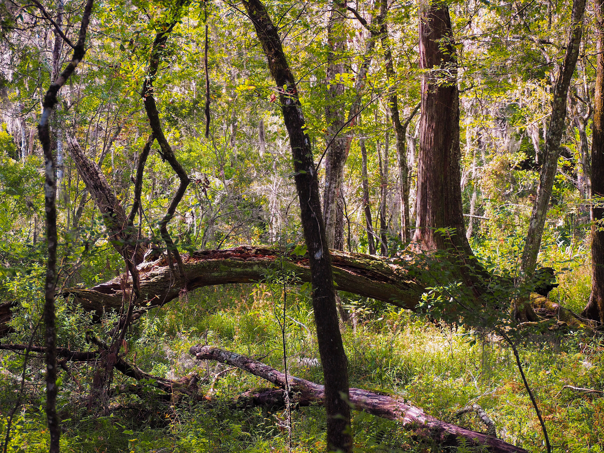 Olympus OM-D E-M5 II sample photo. If at first you don't succeed... tree again photography