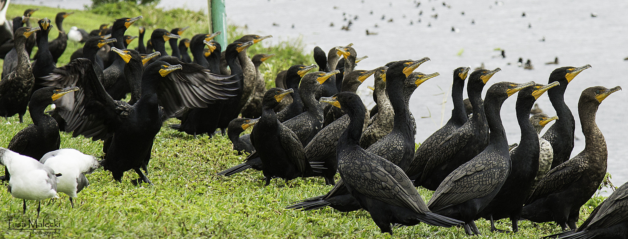 Canon EOS 650D (EOS Rebel T4i / EOS Kiss X6i) sample photo. Cormorants photography