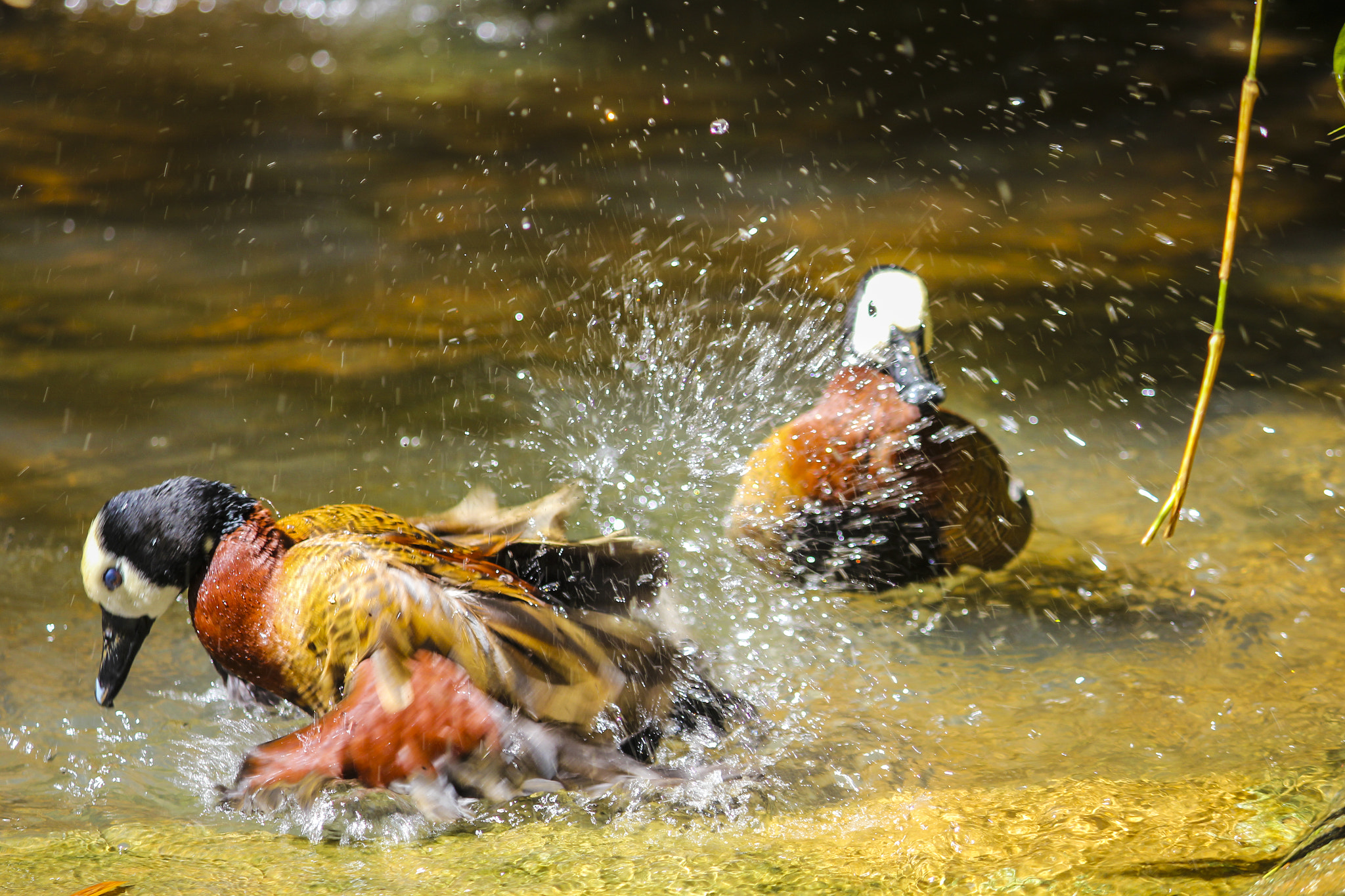 Canon EF-S 55-250mm F4-5.6 IS sample photo. Img photography