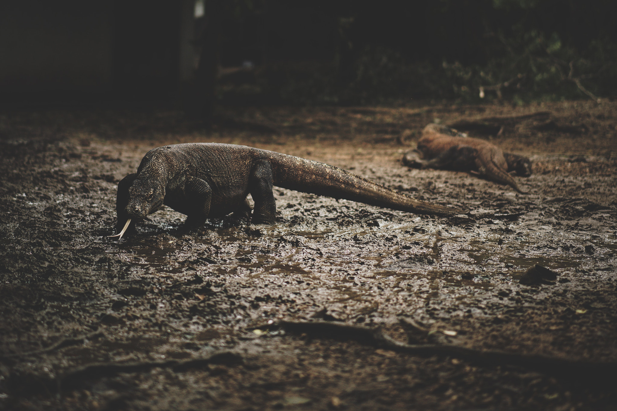 Sony a7R II + Sony Sonnar T* FE 55mm F1.8 ZA sample photo. Komodo dragon photography