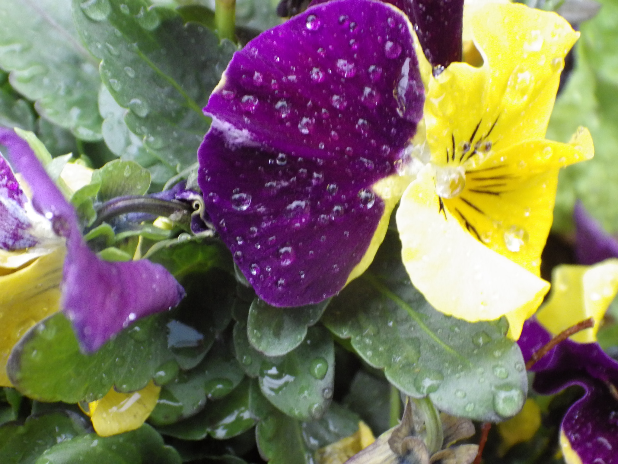 Pentax X-5 sample photo