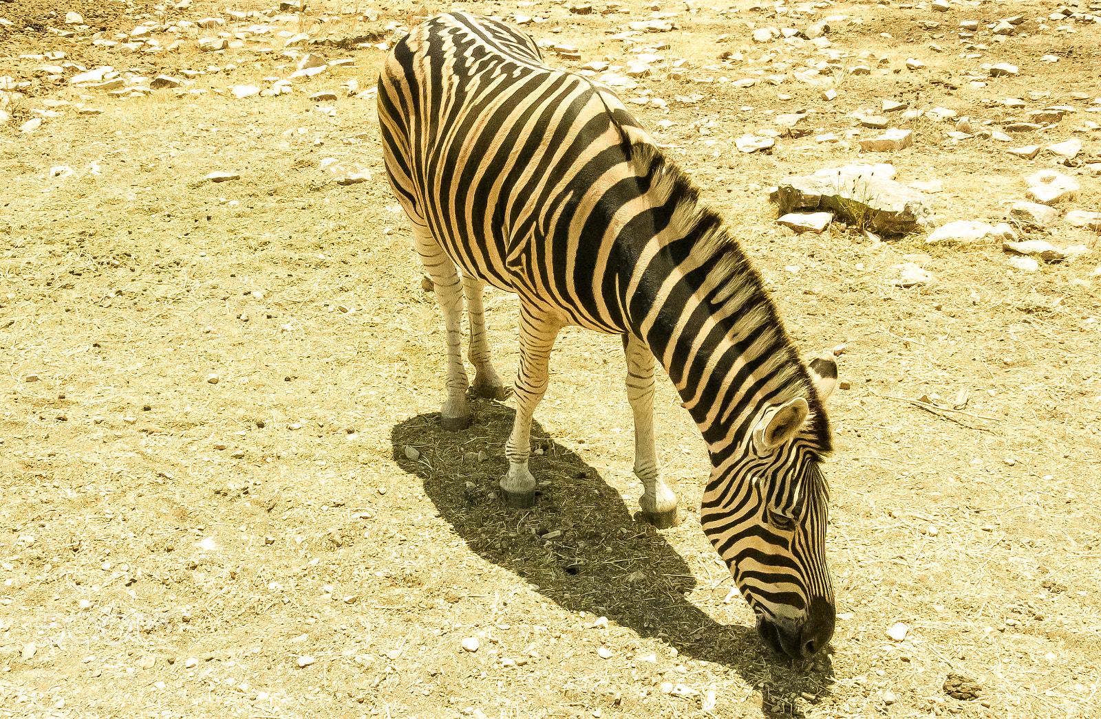 Nikon D810 sample photo. I have nothing but my shadow for company!! photography