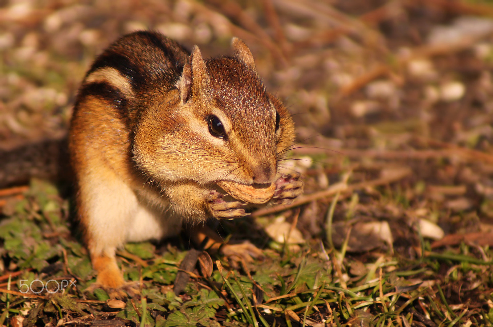 Sony SLT-A37 + Sony 75-300mm F4.5-5.6 sample photo. First chipmunk of 2017 photography