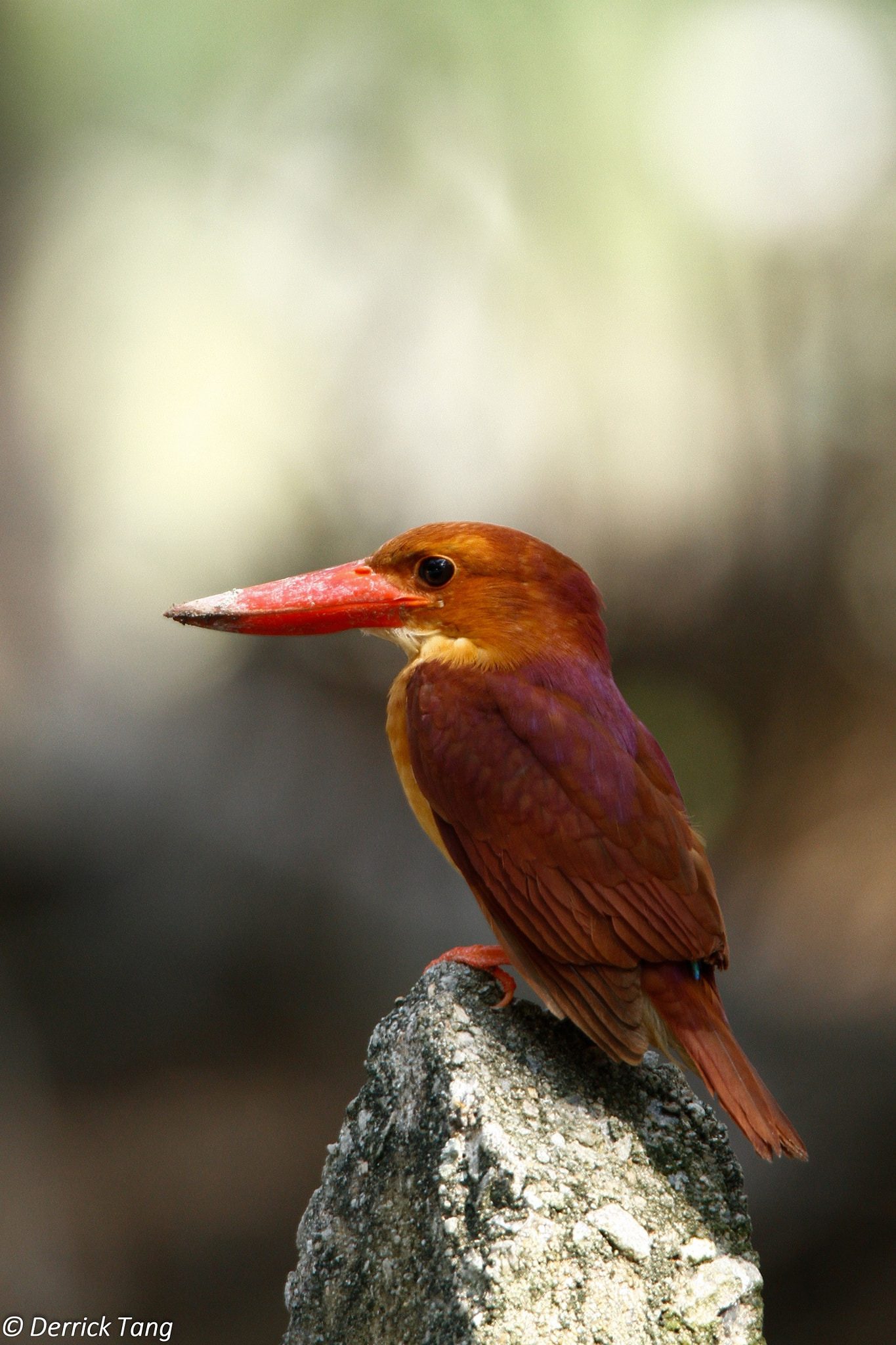 Canon EOS 7D sample photo. Old photo ruddy kingfisher photography