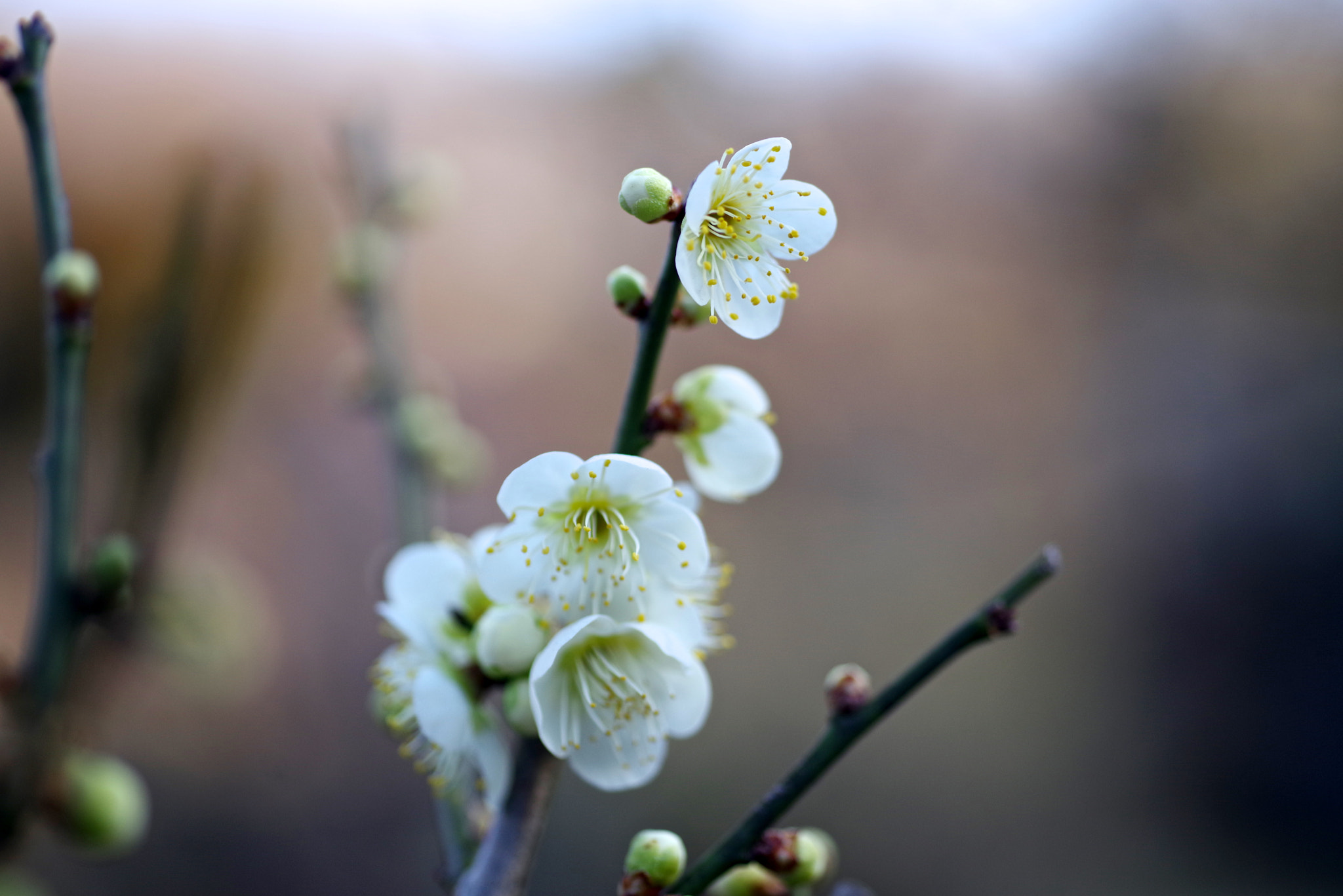 Pentax K-1 + Sigma sample photo. Green calyx photography