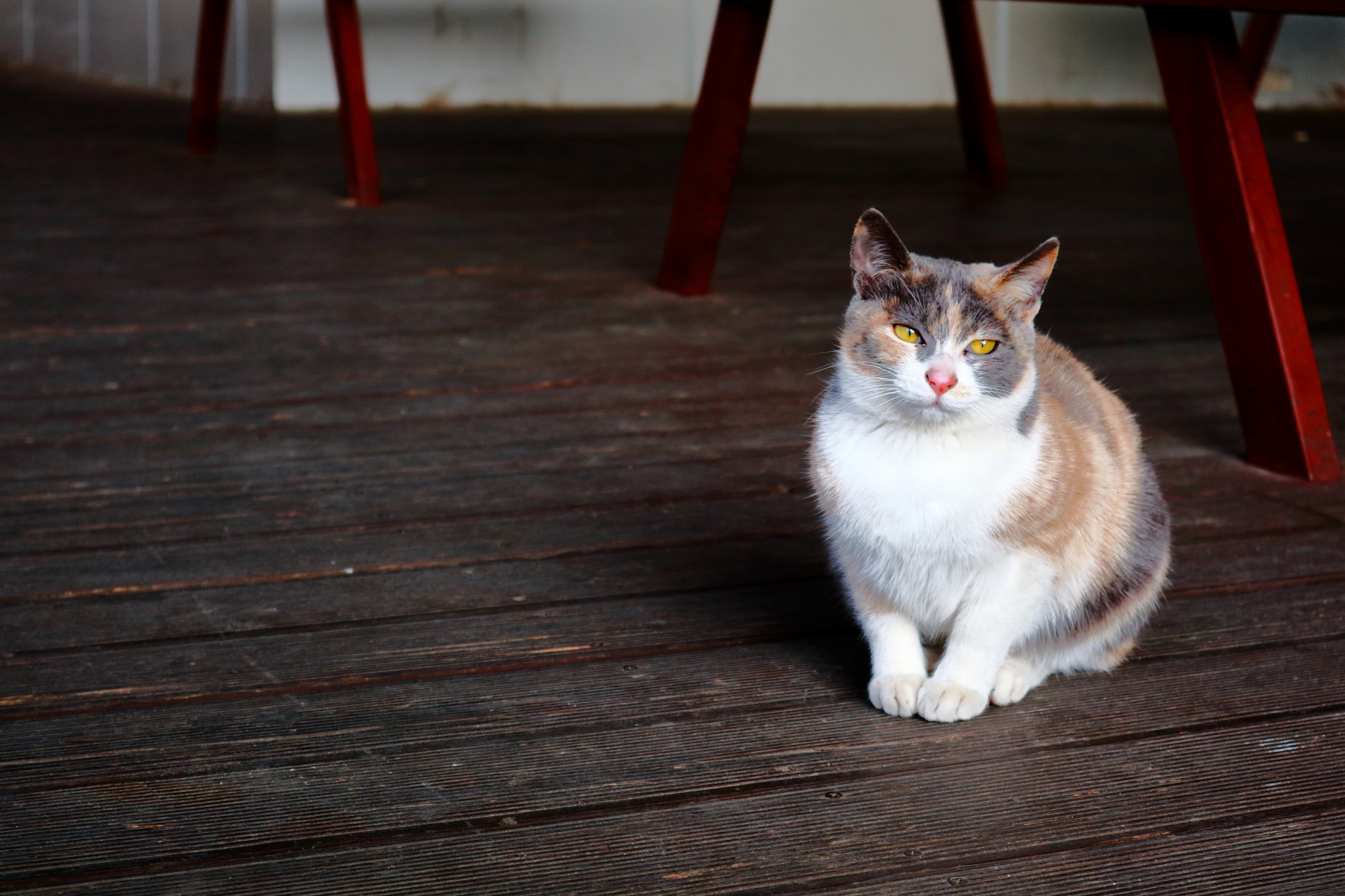 Canon EOS M3 sample photo. A cat in milyang photography