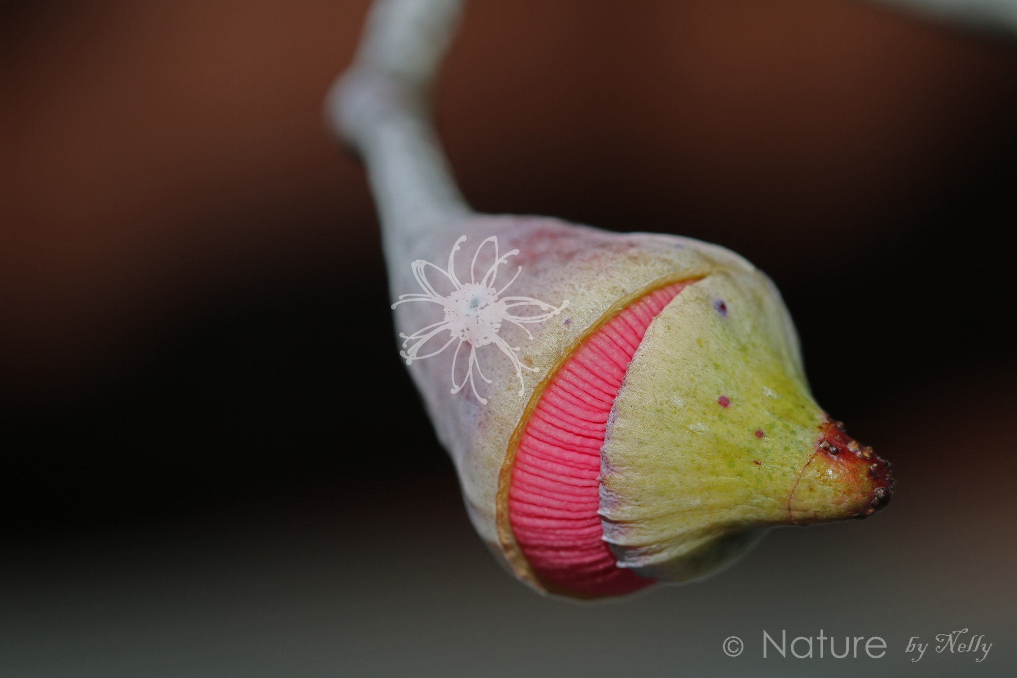 Canon EF 100mm F2.8 Macro USM sample photo. Eucalyptus caesia 1047 photography