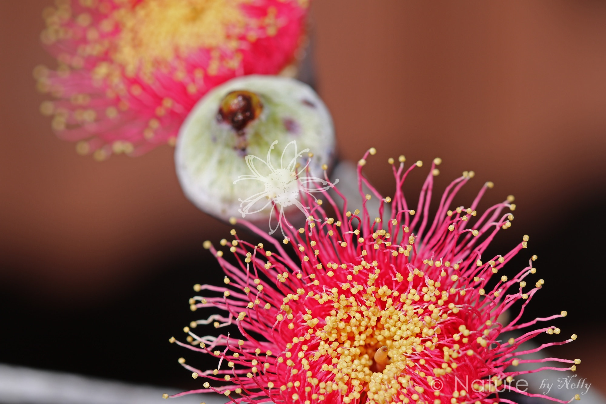 Canon EF 100mm F2.8 Macro USM sample photo. Eucalyptus caesia 1043 photography