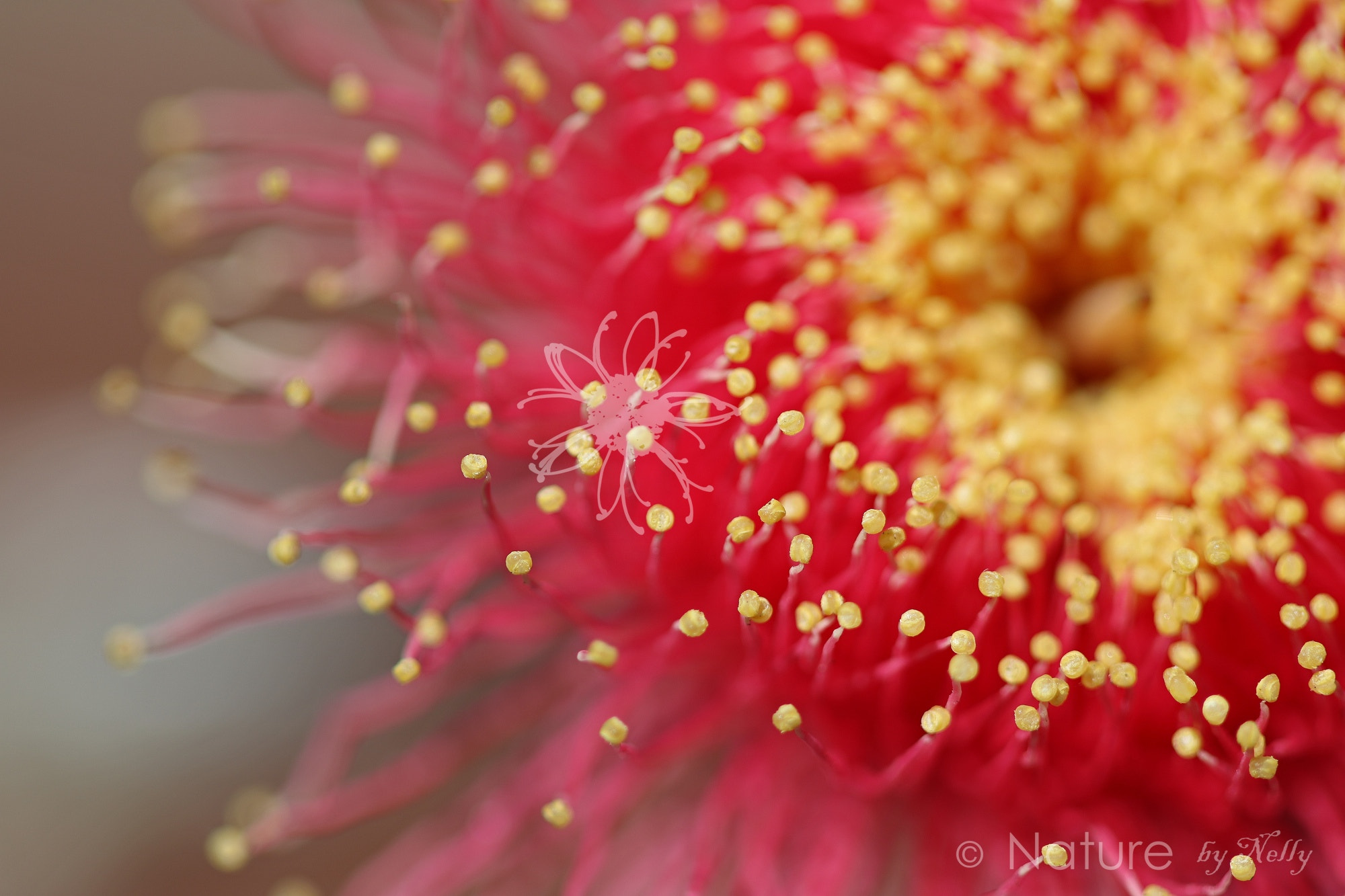 Canon EF 100mm F2.8 Macro USM sample photo. Eucalyptus caesia 1050 photography